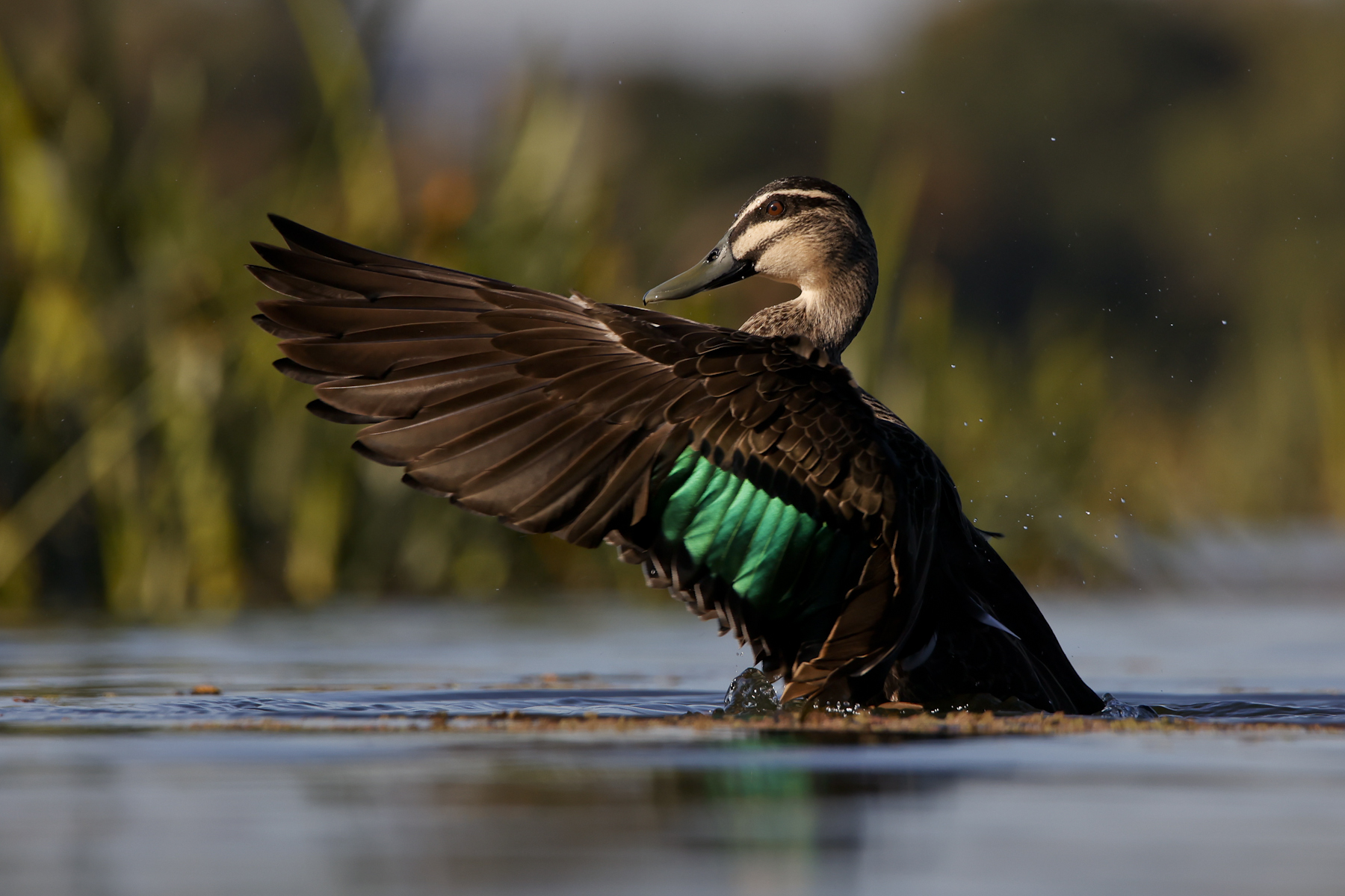 Pacific Black Duck (Image ID 46305)