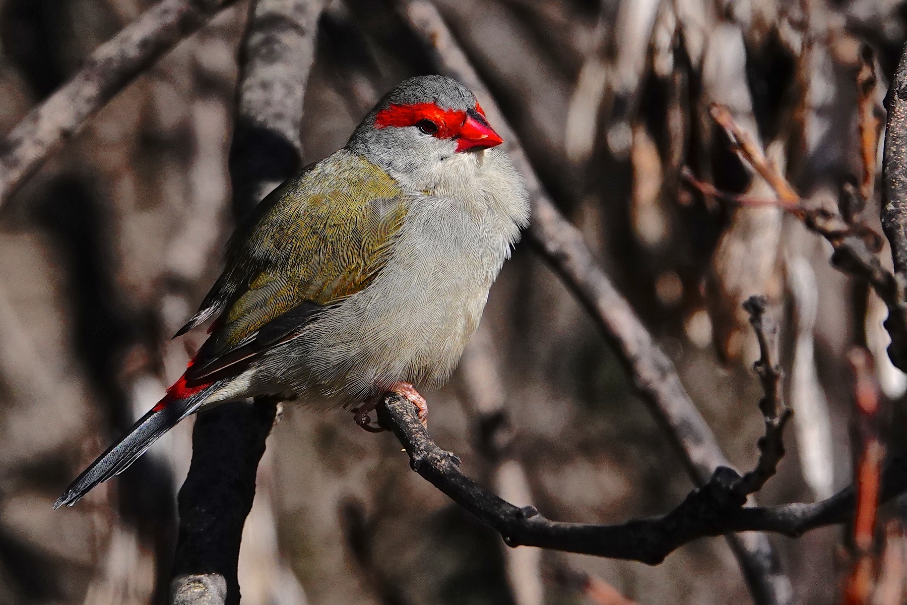 Red-browed Finch (Image ID 46627)