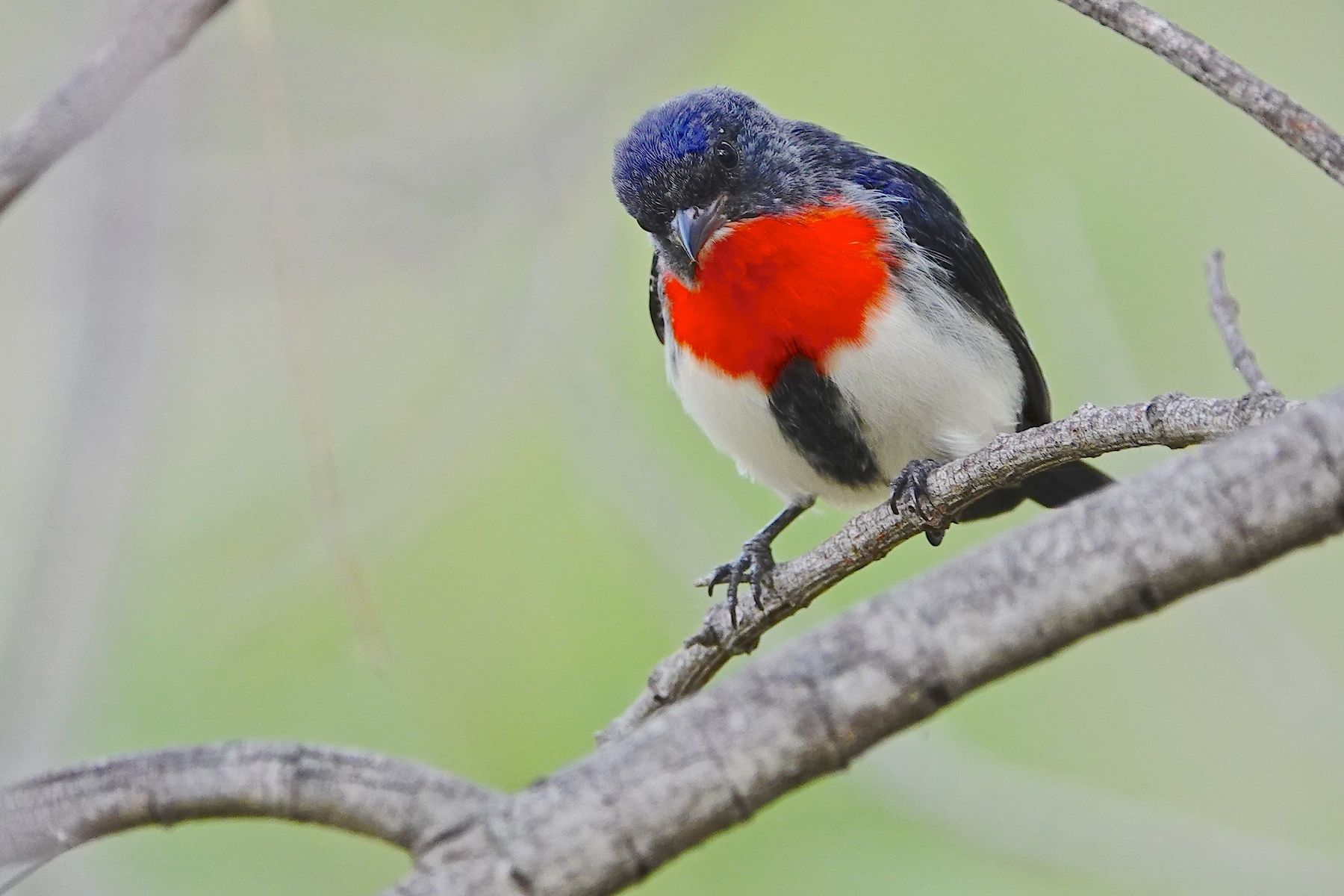 Mistletoebird (Image ID 46527)