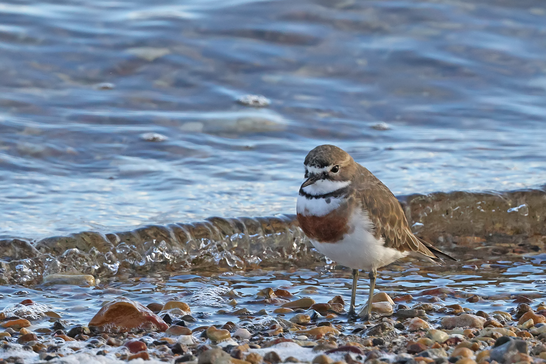 Double-banded Plover (Image ID 46734)