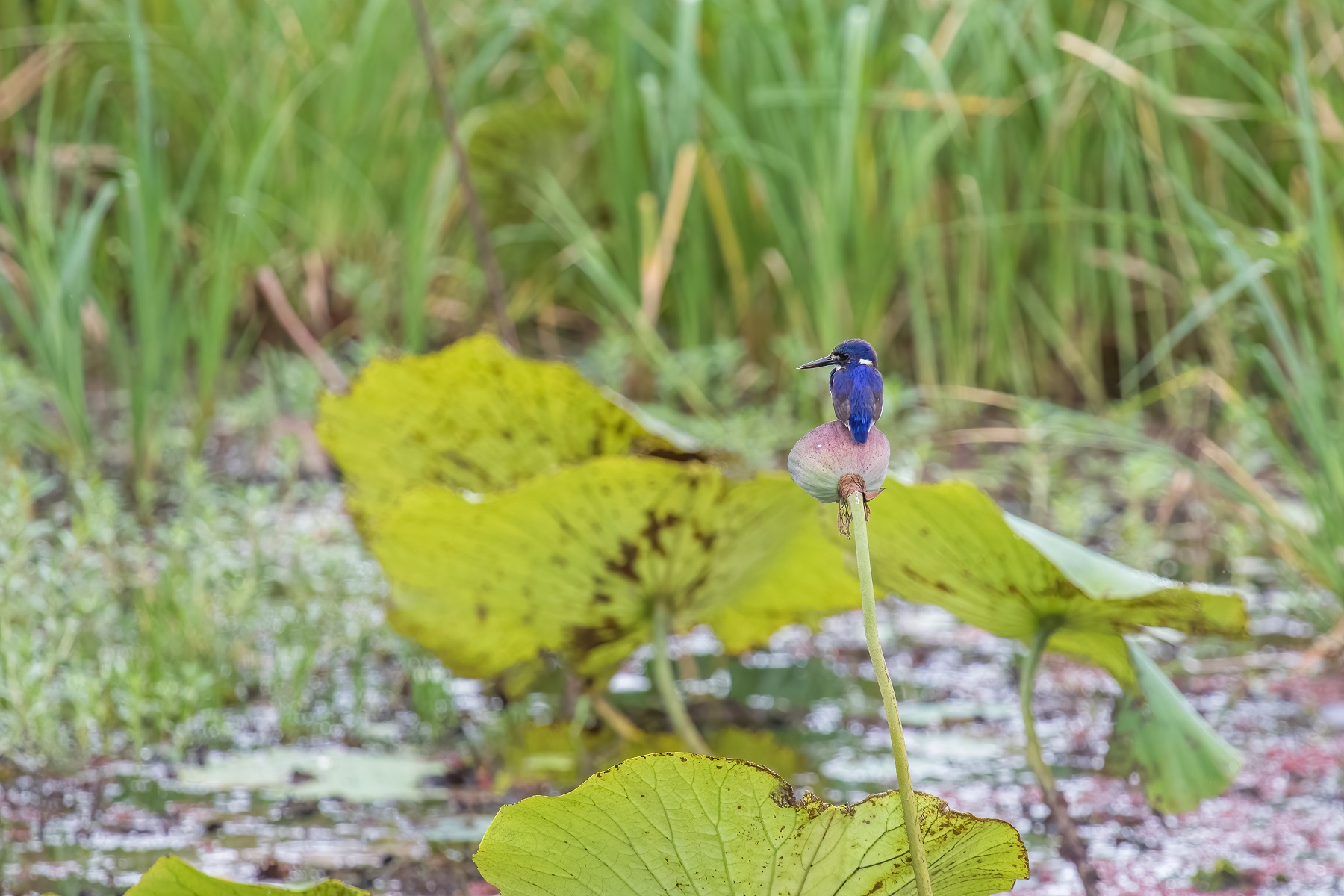 Little Kingfisher (Image ID 46869)