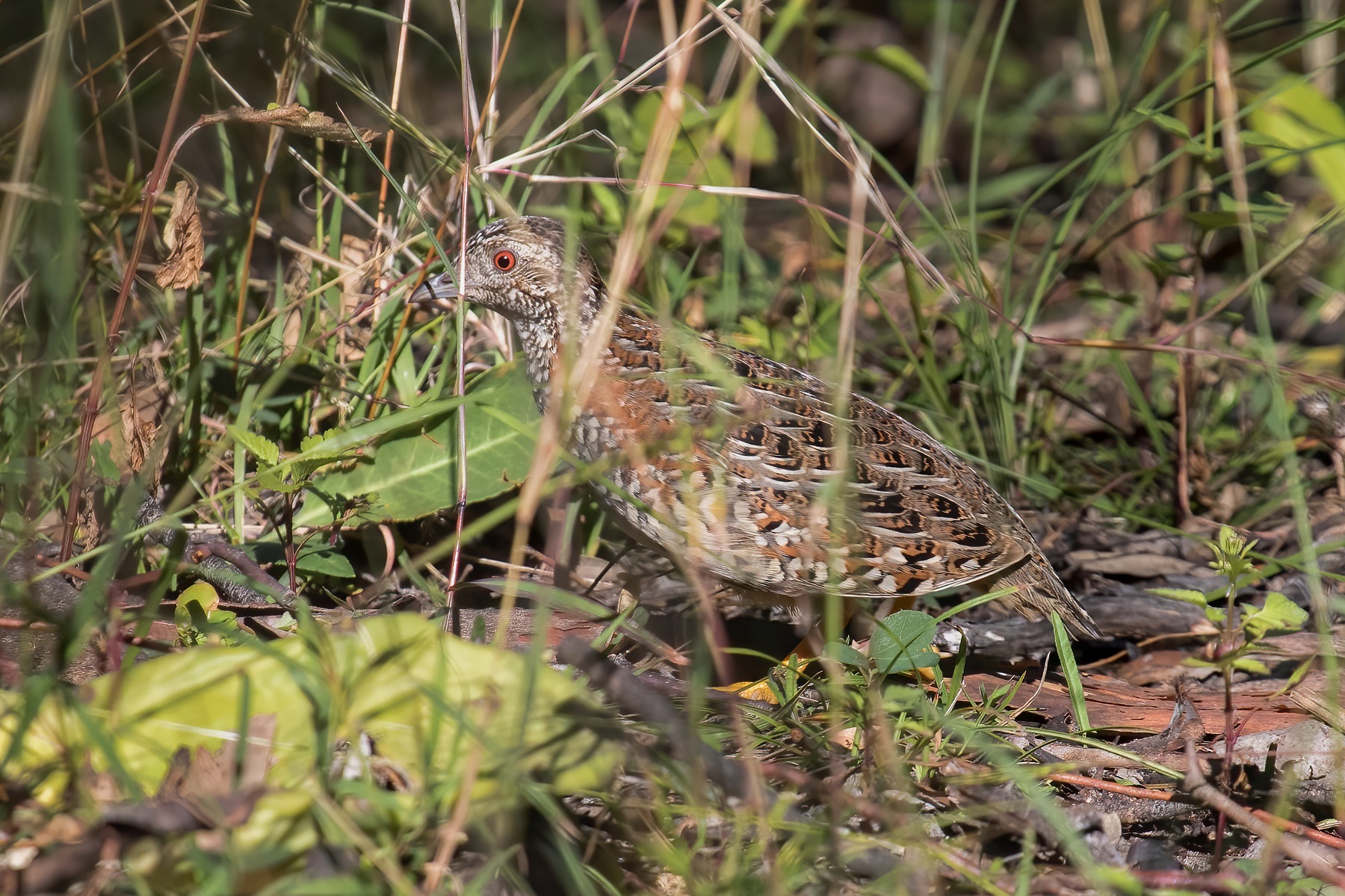 Painted Button-quail (Image ID 46601)