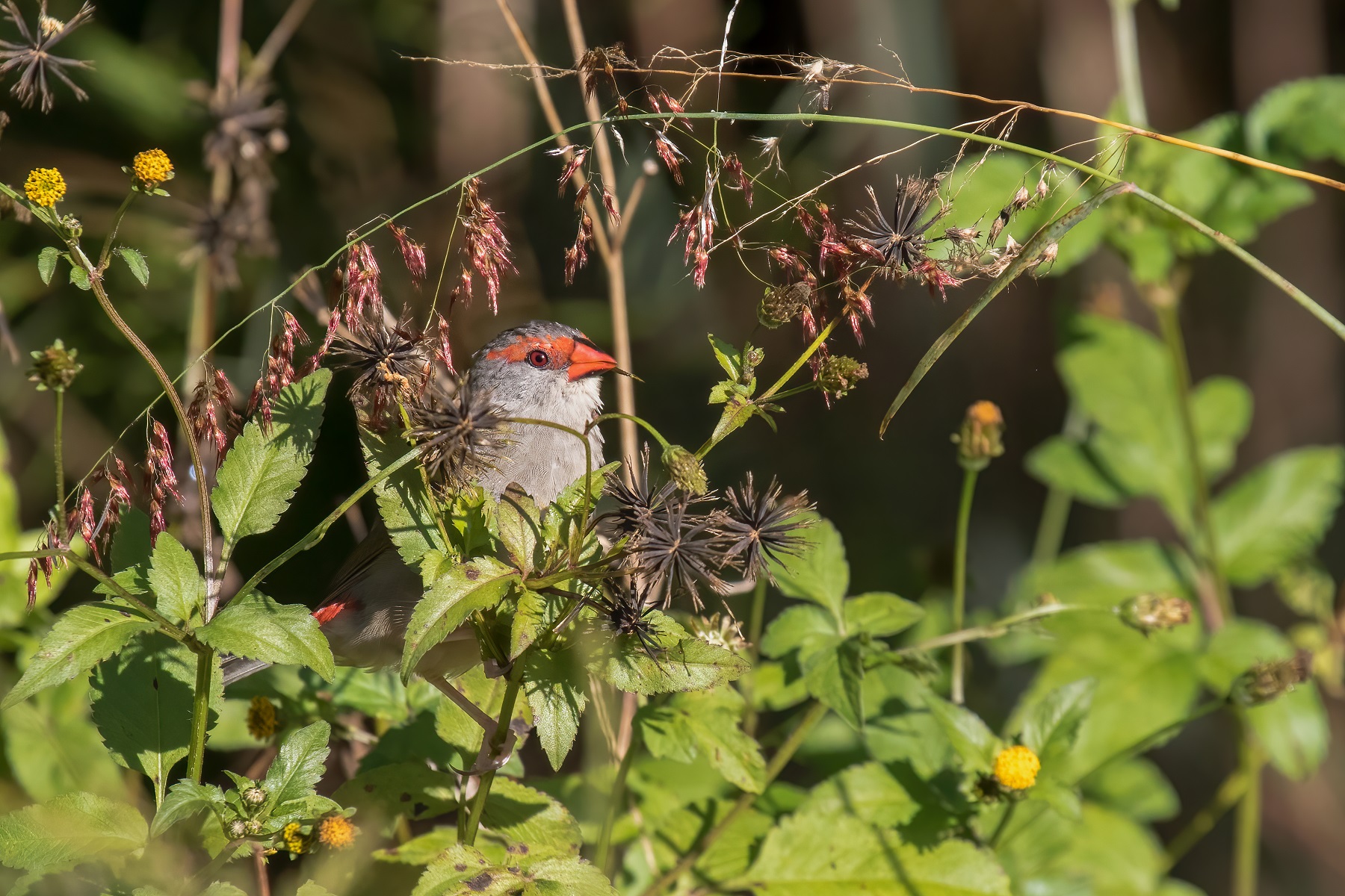 Red-browed Finch (Image ID 46870)