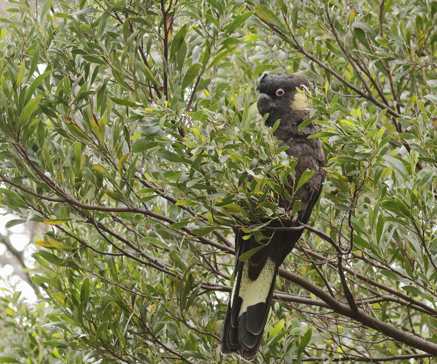 Yellow-tailed Black-Cockatoo (Image ID 46830)