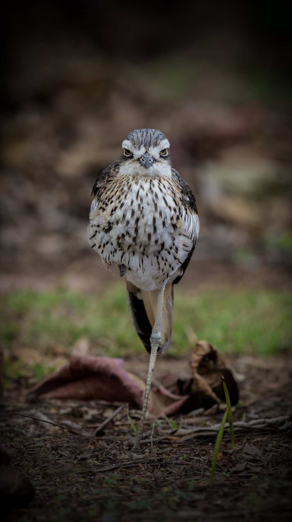 Bush Stone-curlew (Image ID 46815)