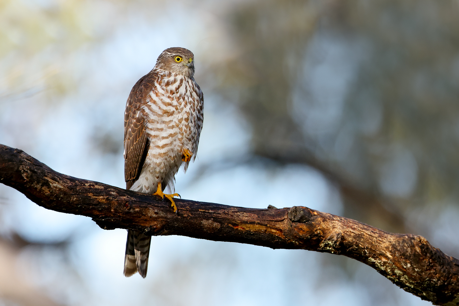 Collared Sparrowhawk (Image ID 46561)