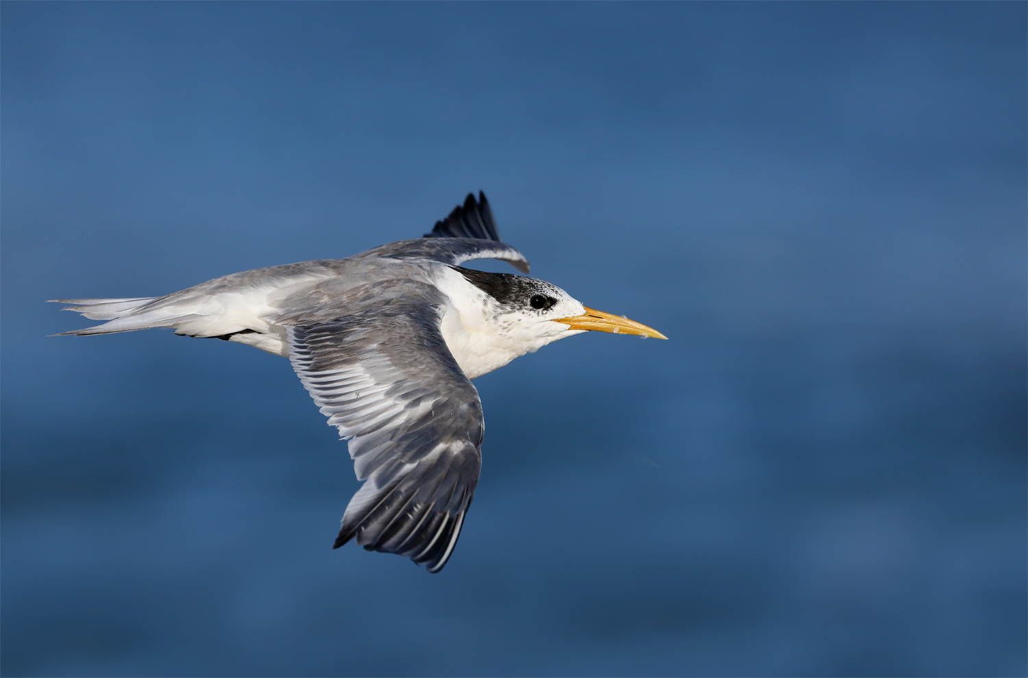 Greater Crested Tern (Image ID 46564)