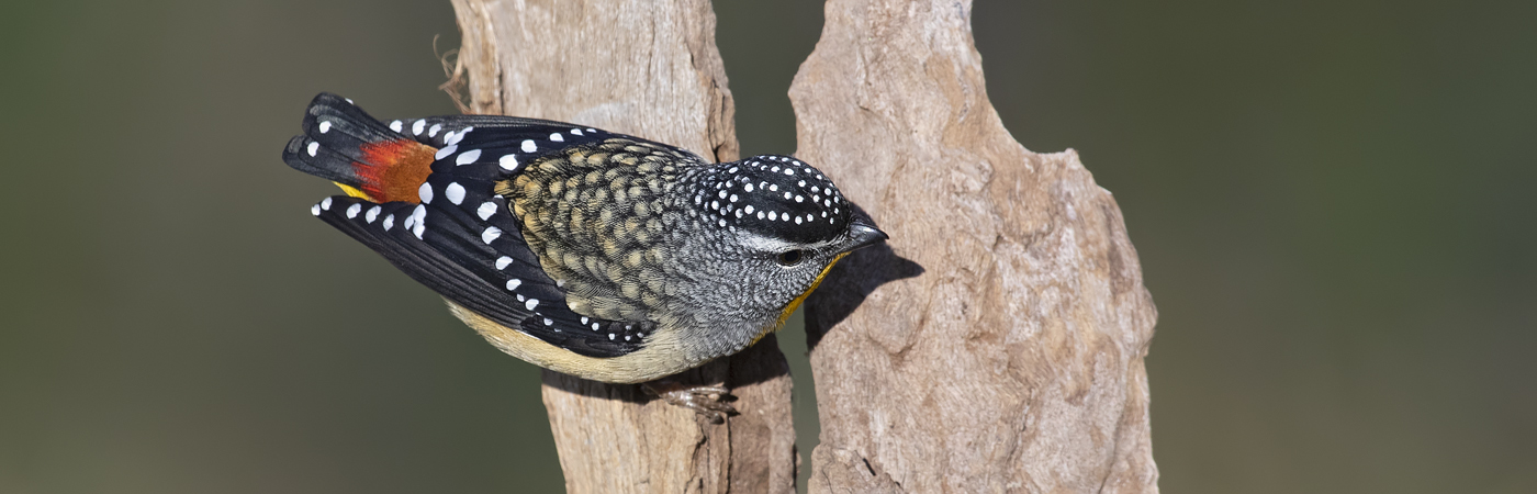Spotted Pardalote (Image ID 46866)