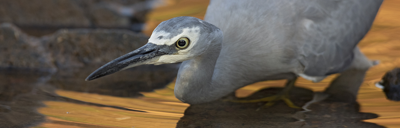 White-faced Heron (Image ID 46867)