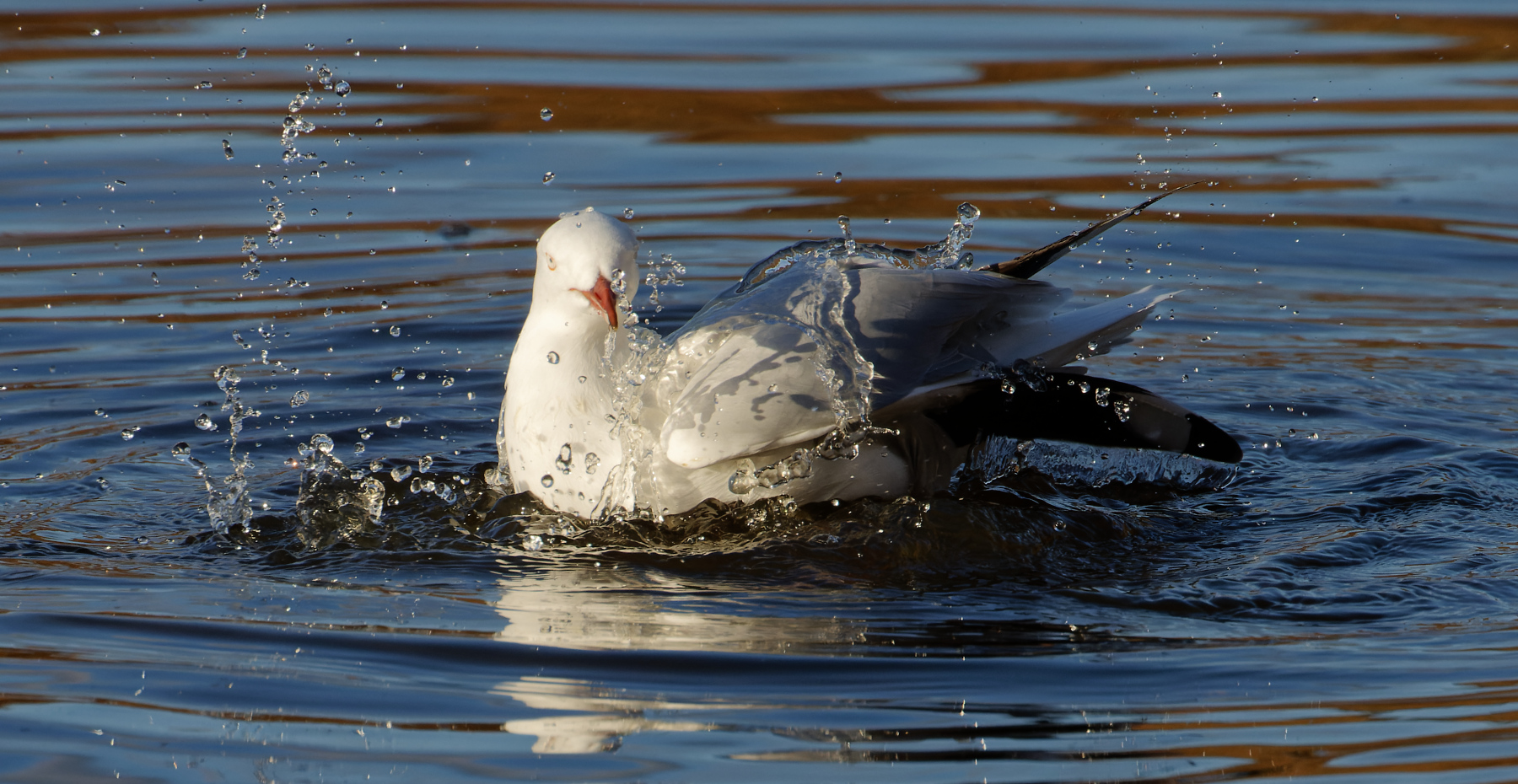 Silver Gull (Image ID 46553)