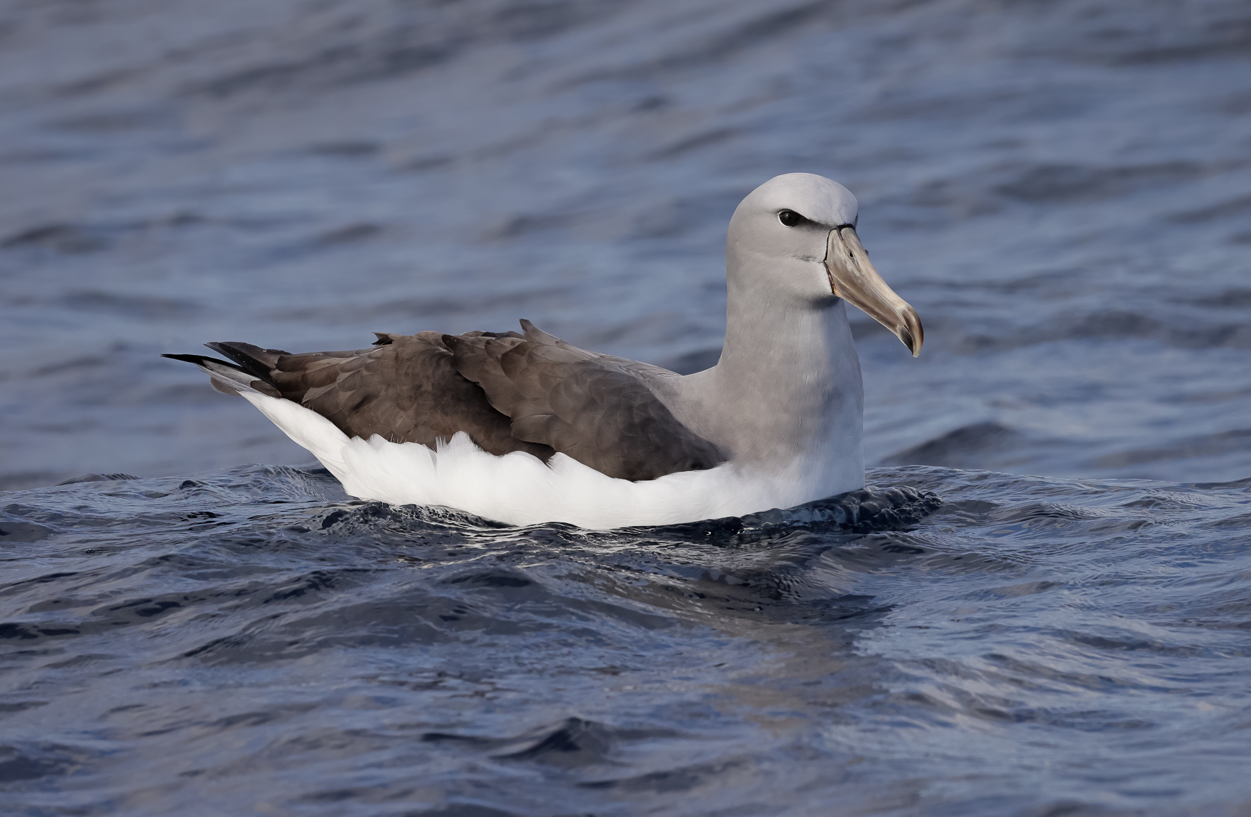 Salvin's Albatross (Image ID 46762)