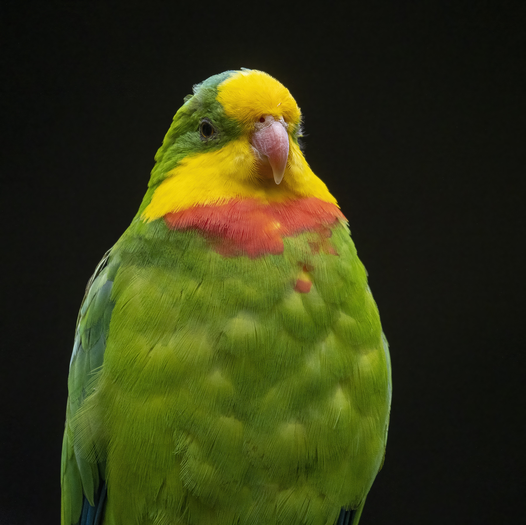 Superb Parrot (Image ID 46765)