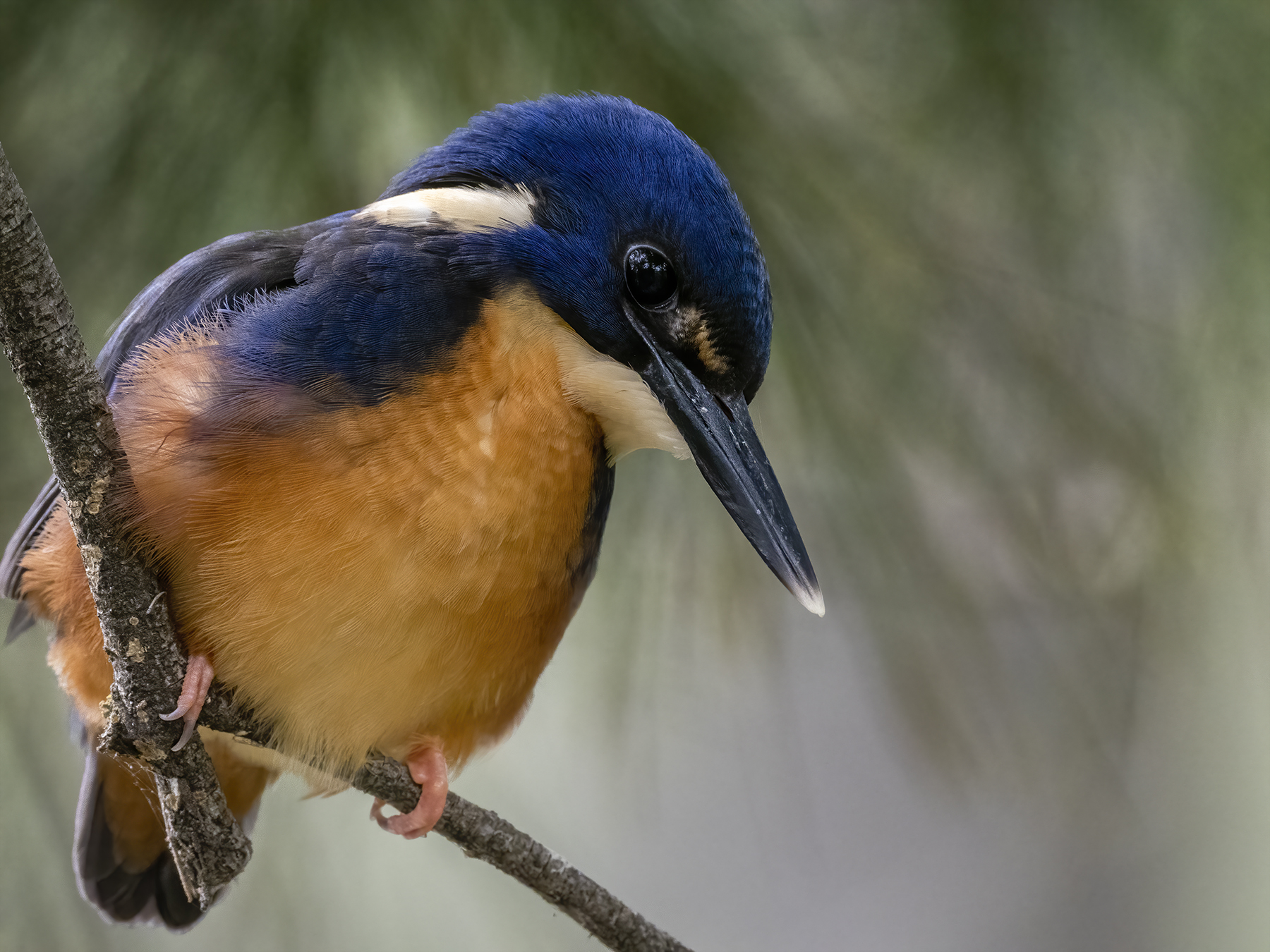 Azure Kingfisher (Image ID 46827)