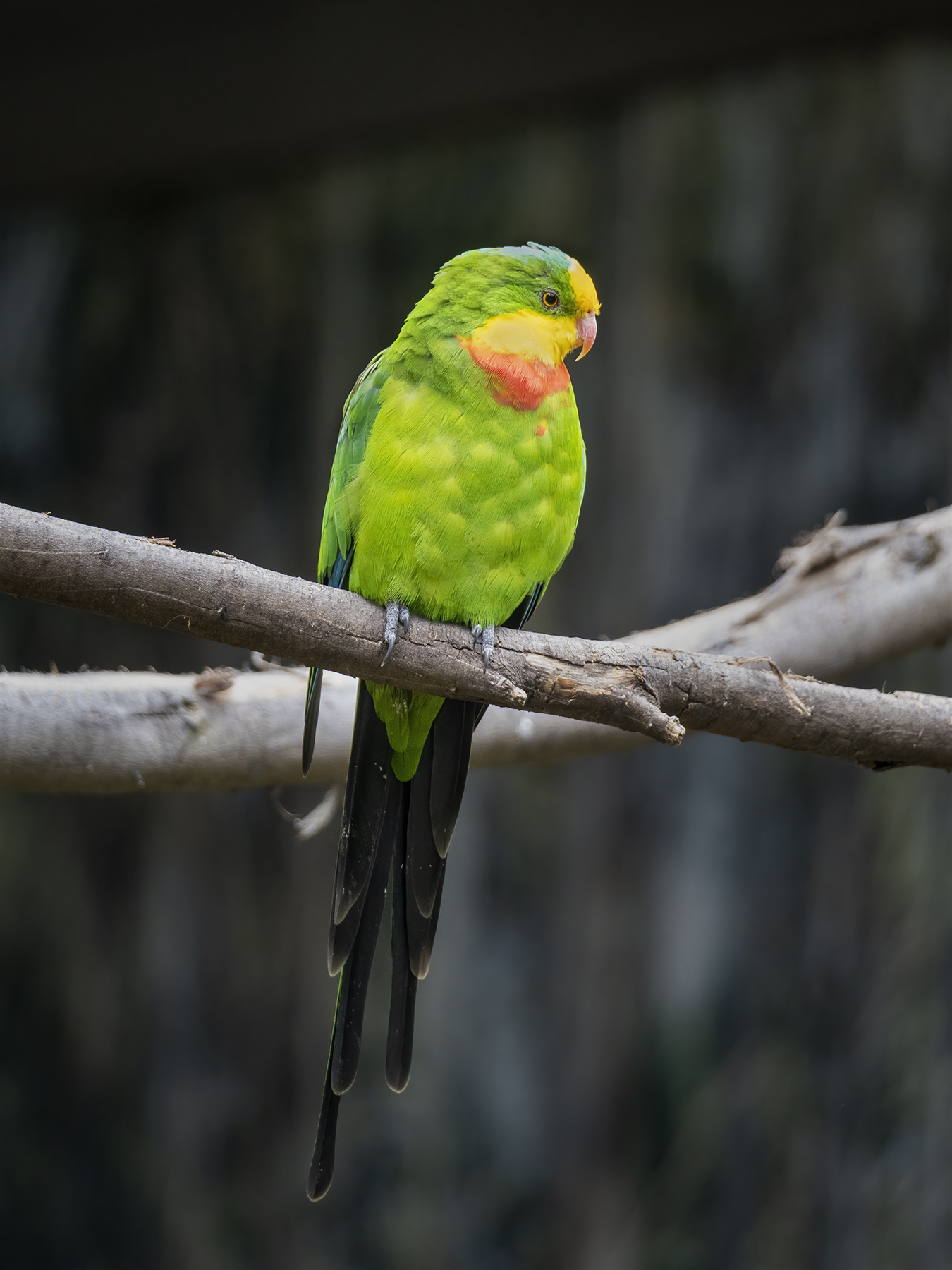 Superb Parrot (Image ID 46793)