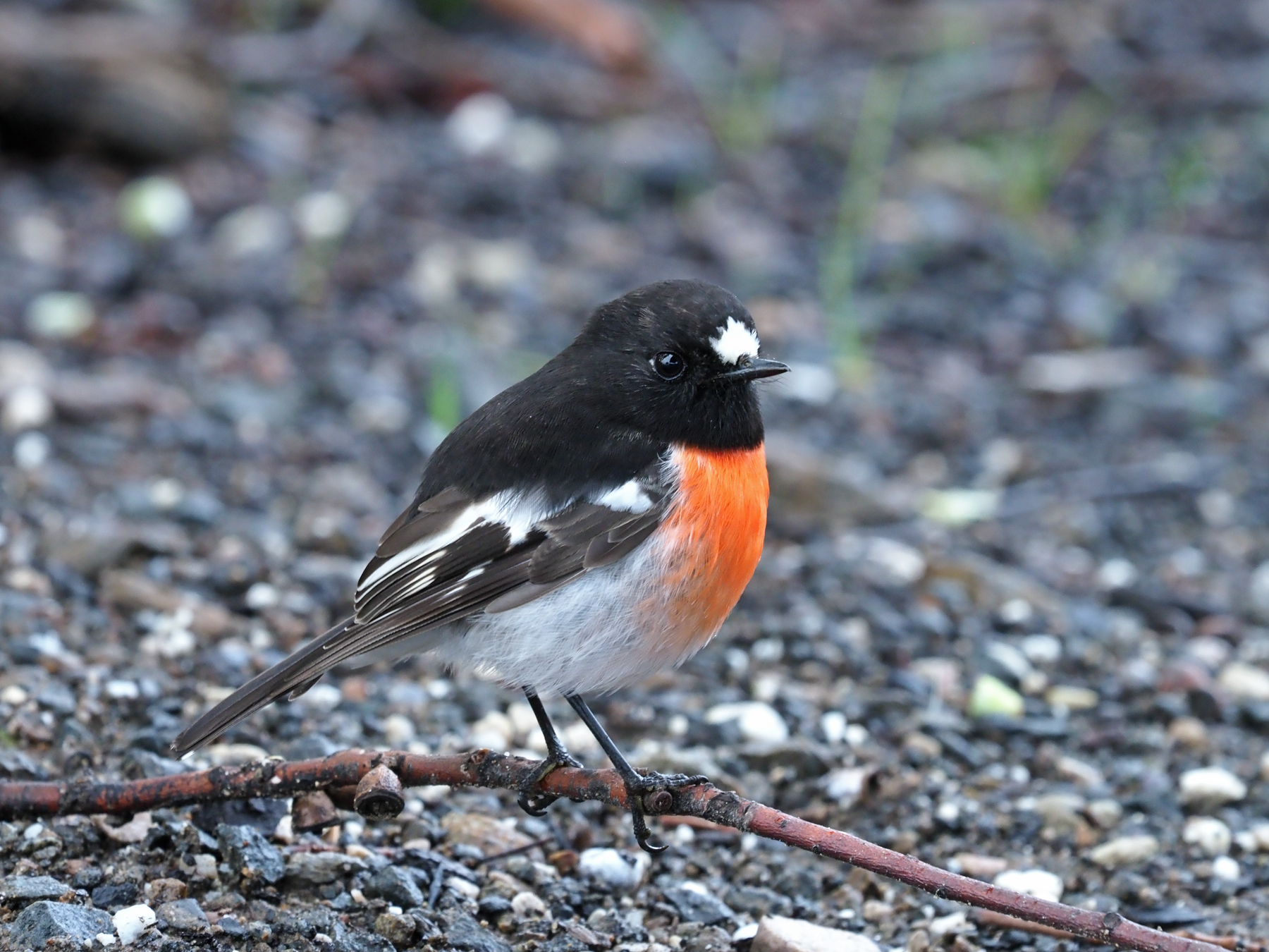 Scarlet Robin (Image ID 46744)