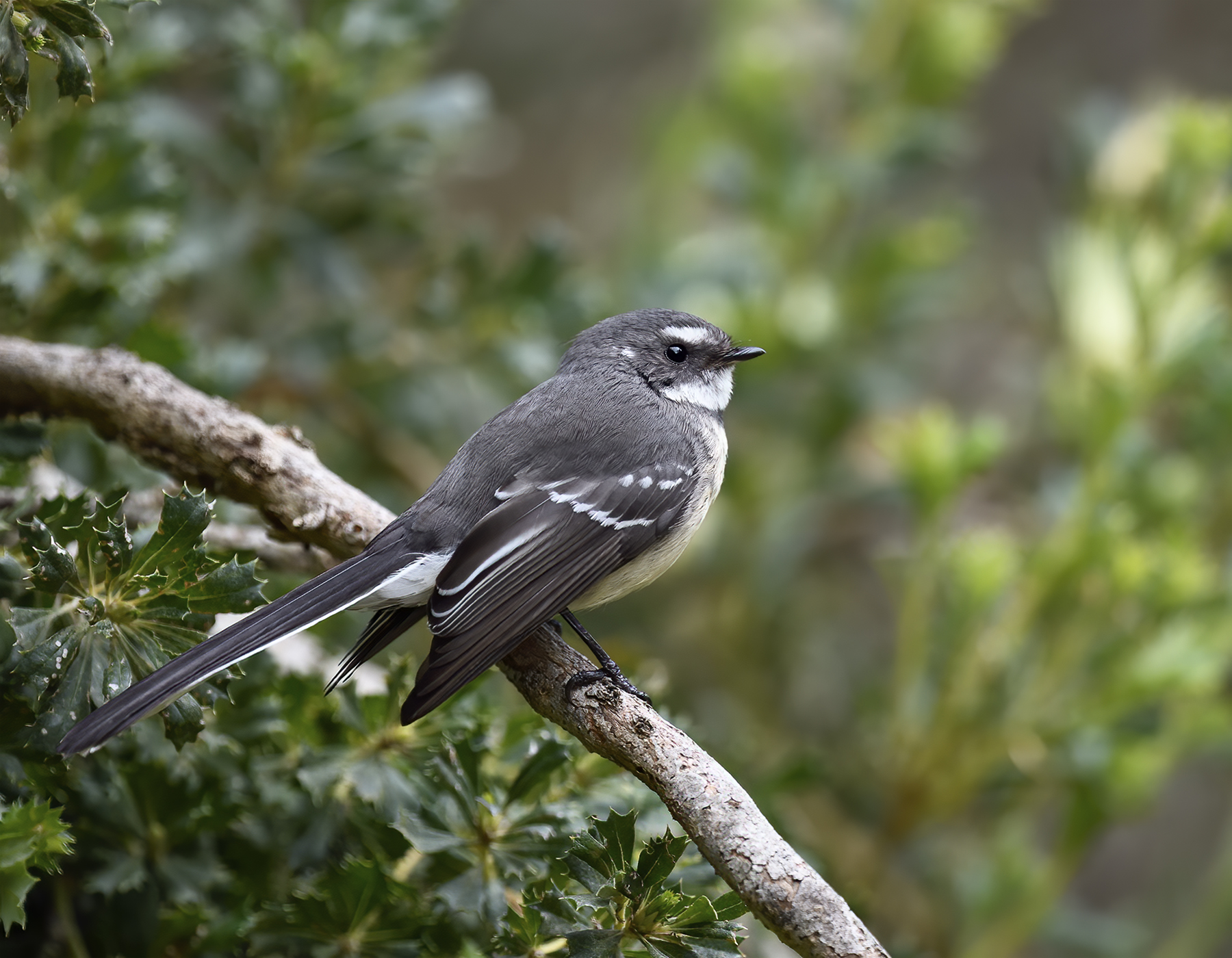Grey Fantail (Image ID 46851)