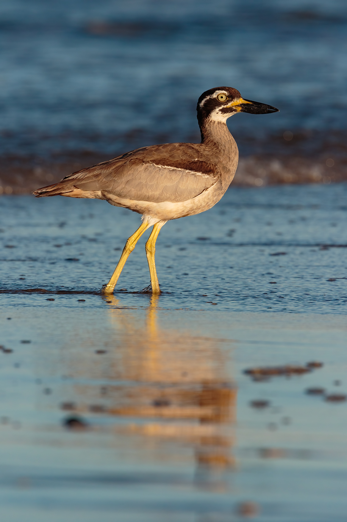 Beach Stone-curlew (Image ID 46714)
