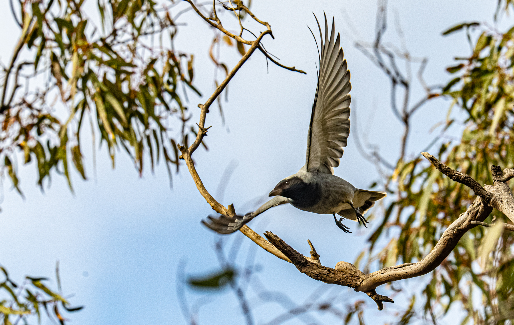 Black-faced Cuckoo-shrike (Image ID 46686)