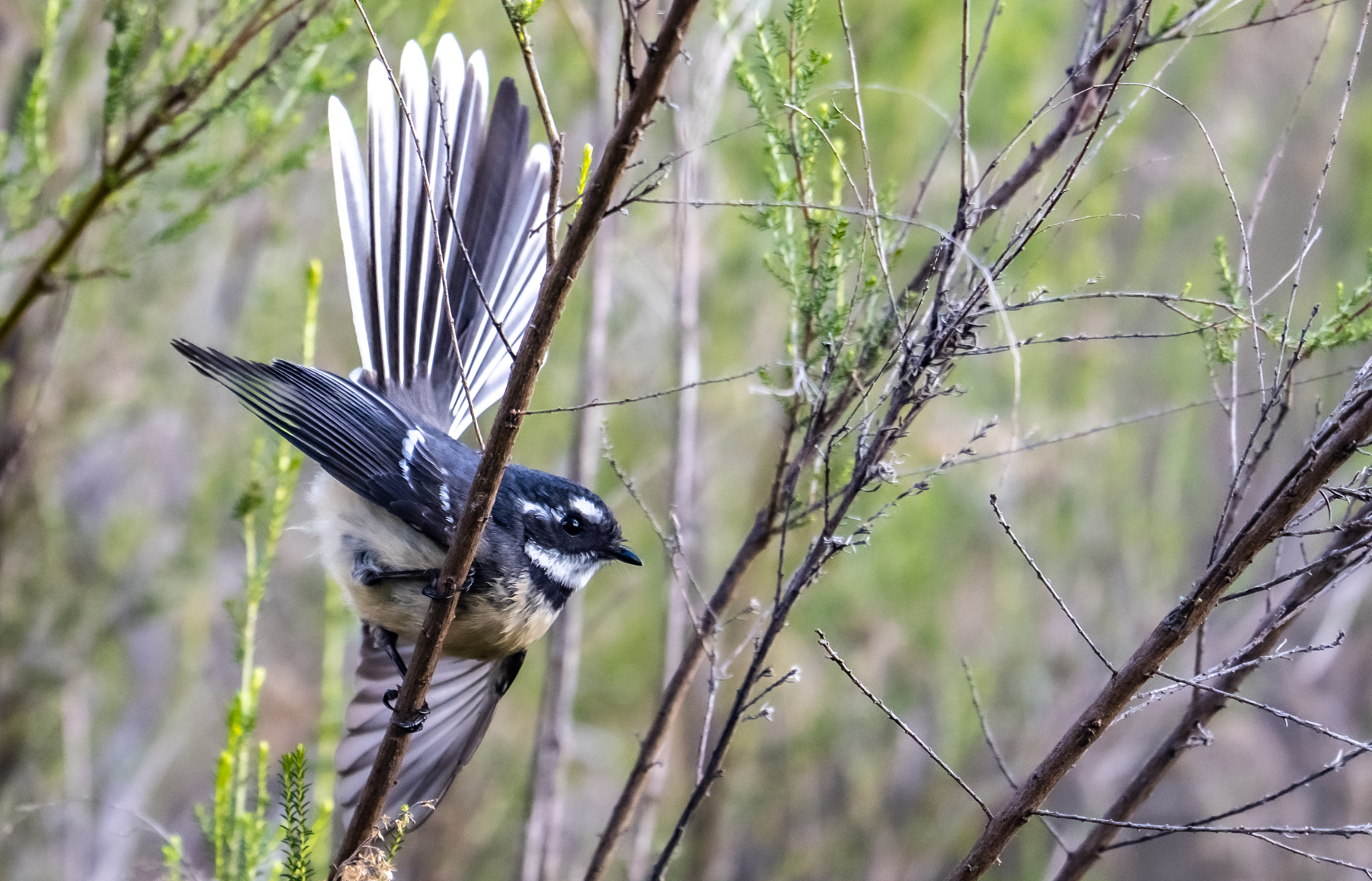 Grey Fantail (Image ID 46668)