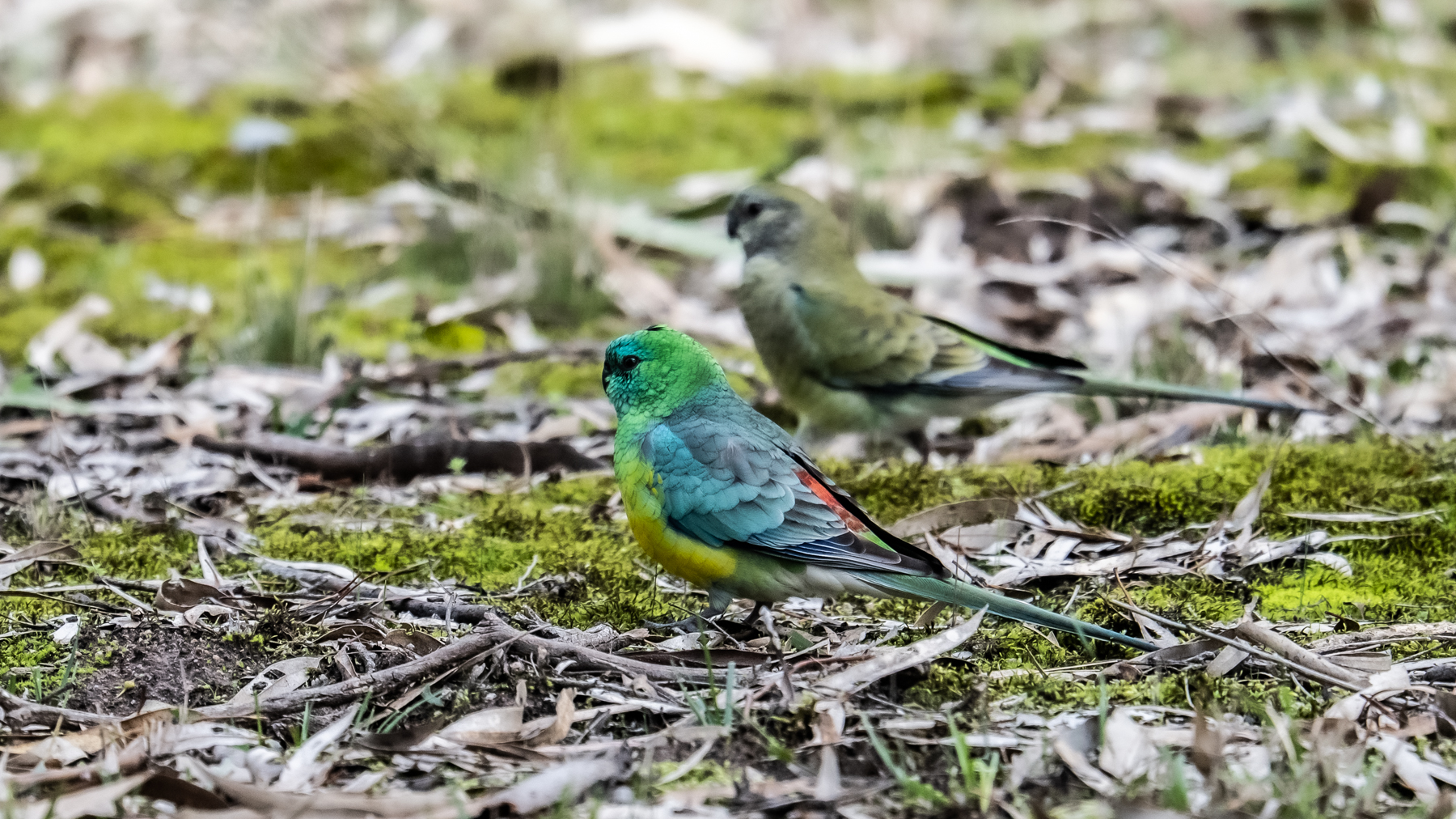 Red-rumped Parrot (Image ID 46705)