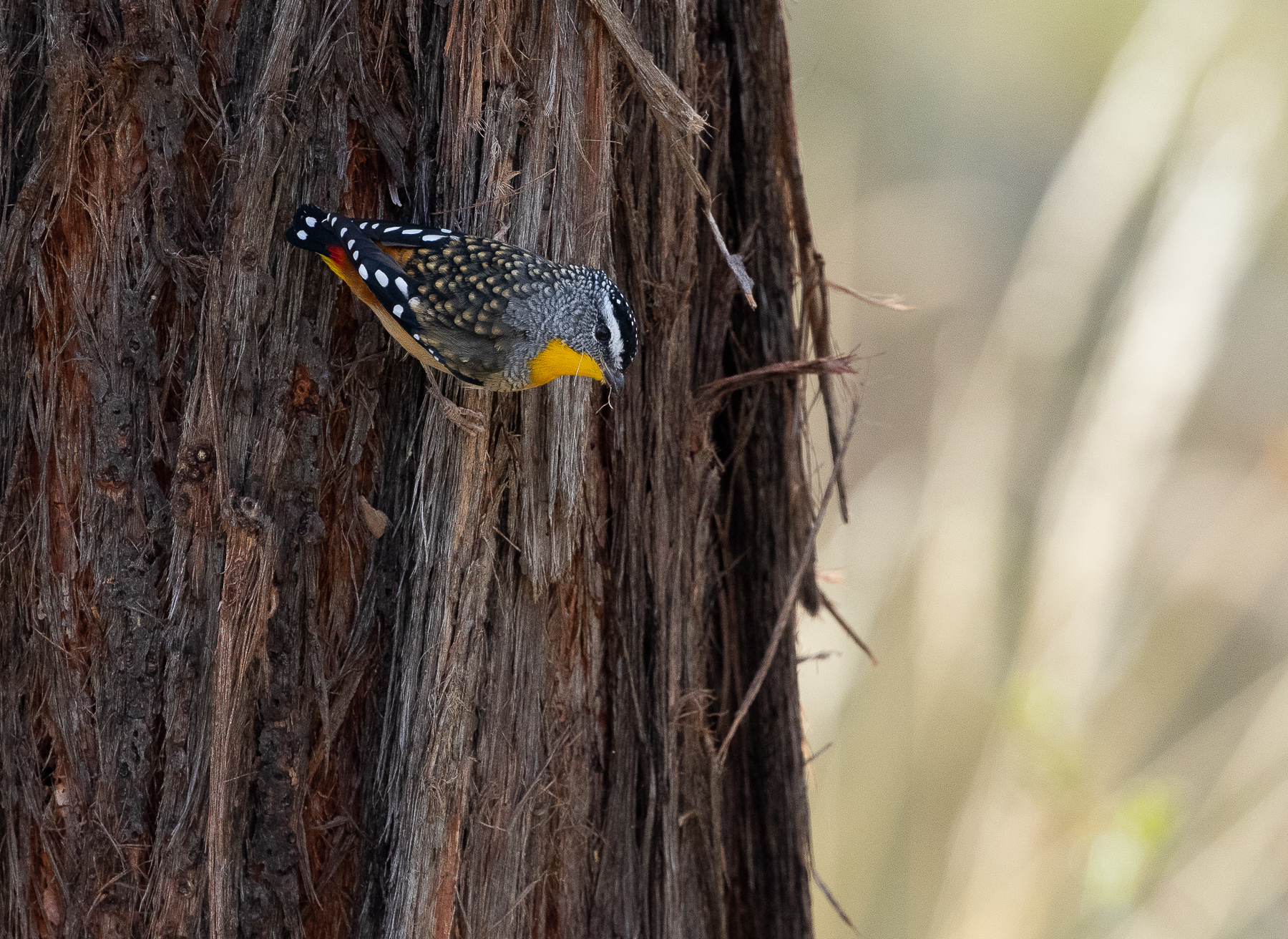 Spotted Pardalote (Image ID 46538)