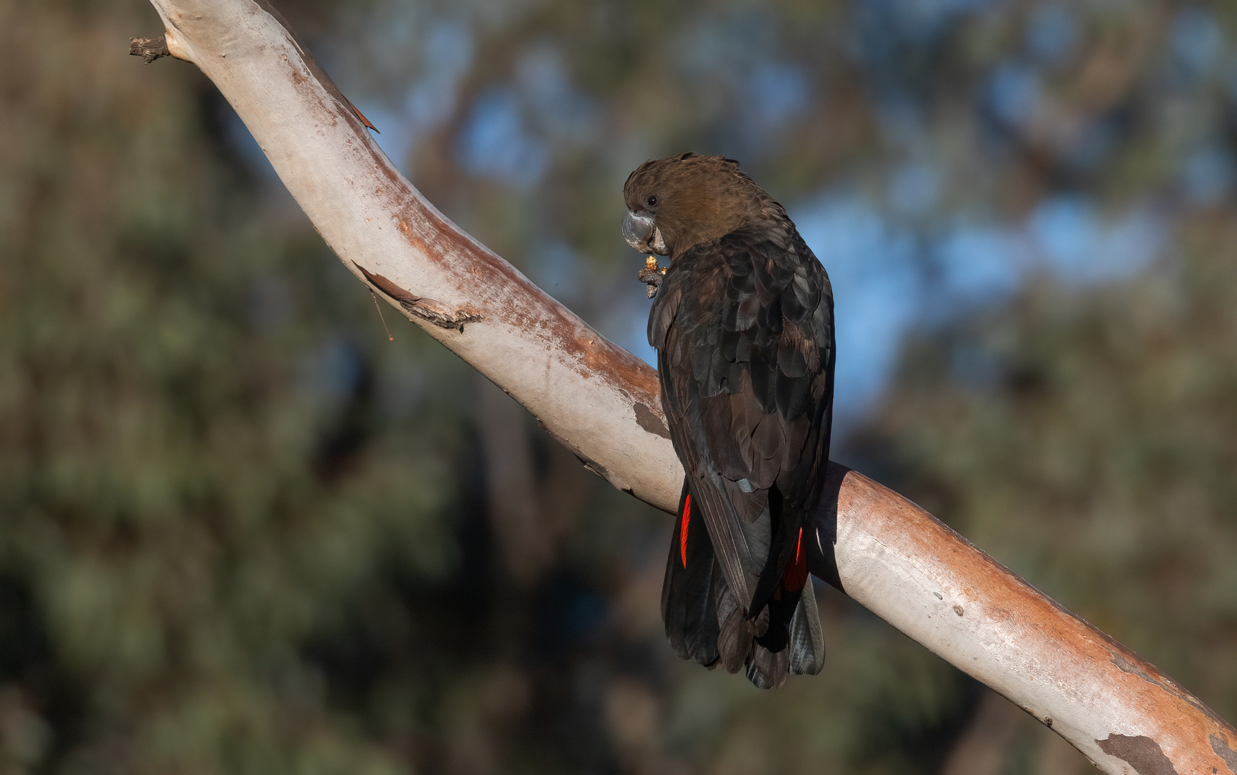 Glossy Black-Cockatoo (Image ID 46769)