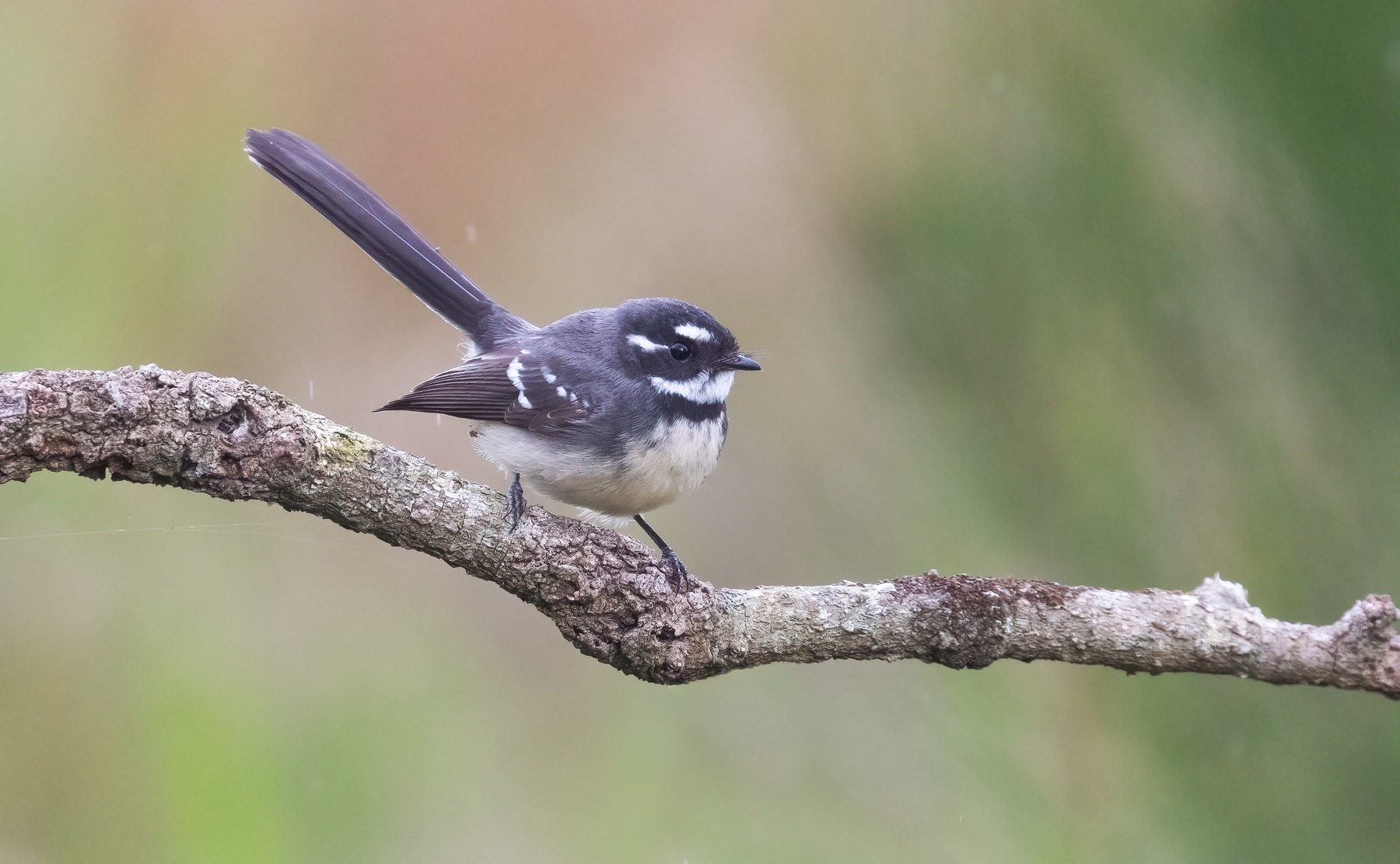 Grey Fantail (Image ID 46576)