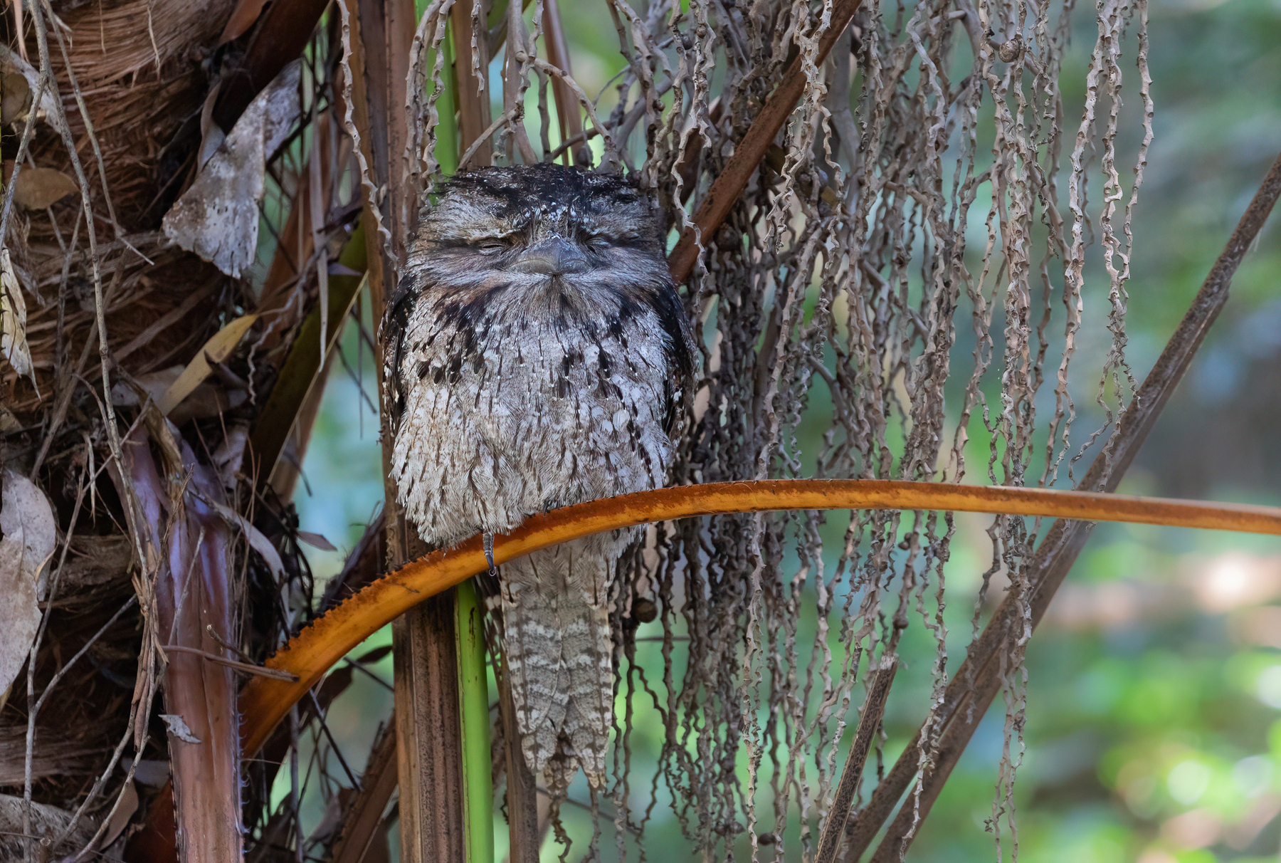 Tawny Frogmouth (Image ID 46725)