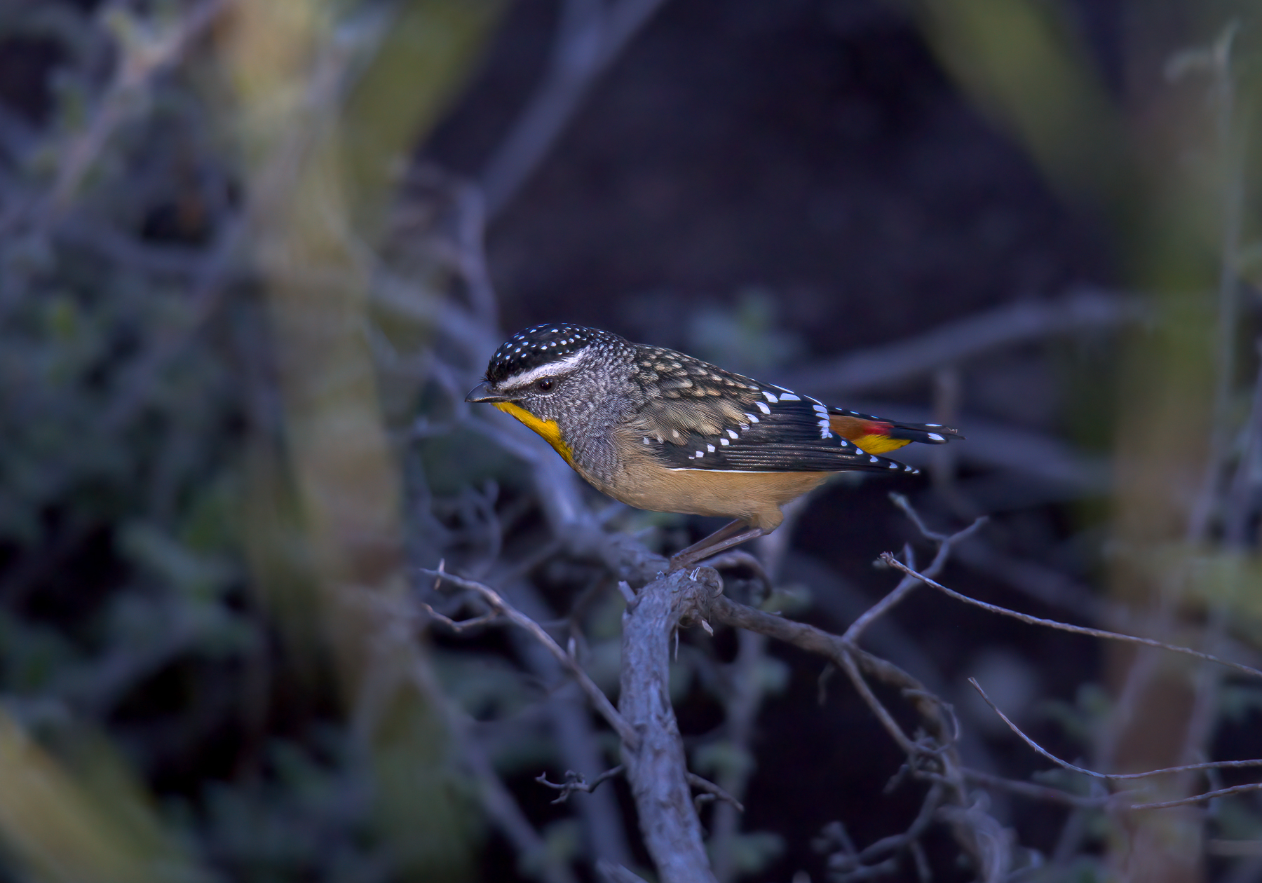 Spotted Pardalote (Image ID 46589)