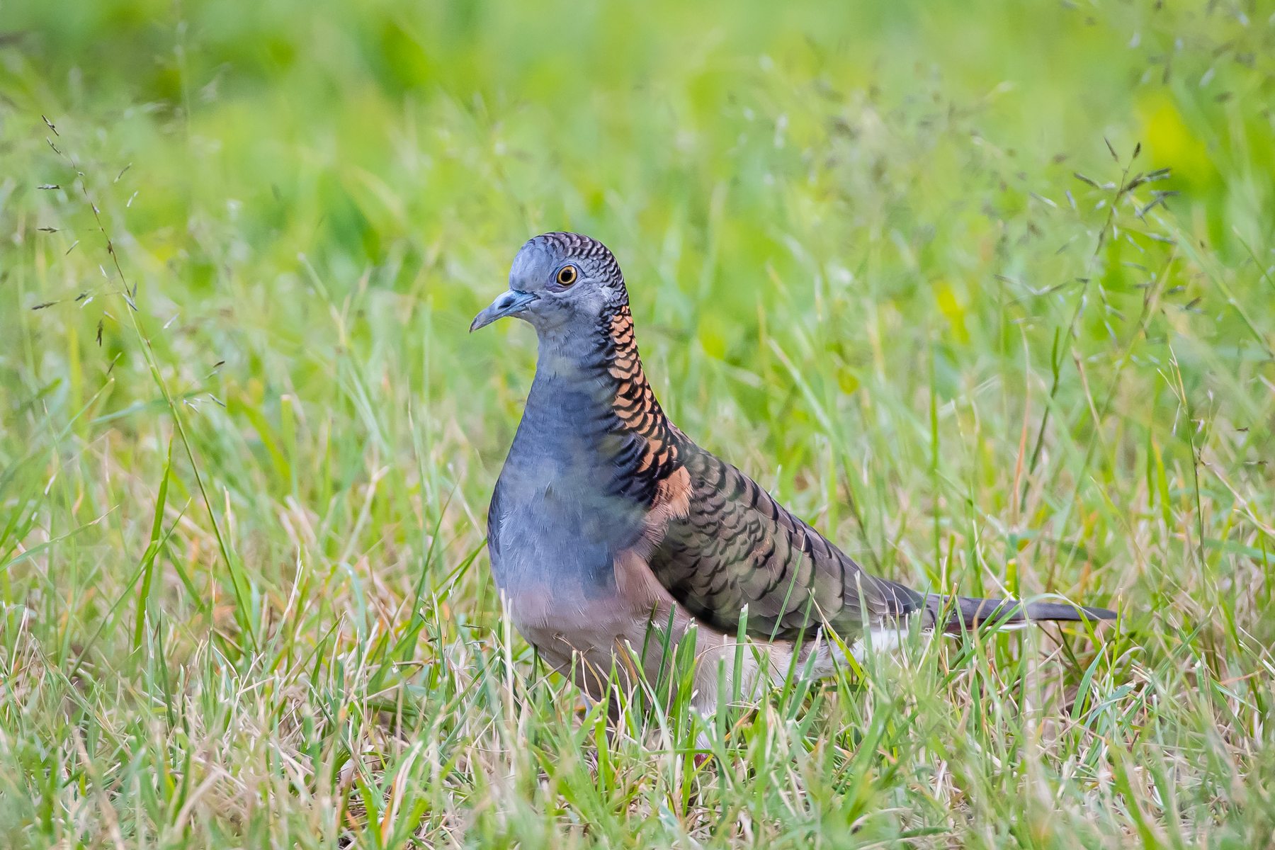 Bar-shouldered Dove (Image ID 46630)