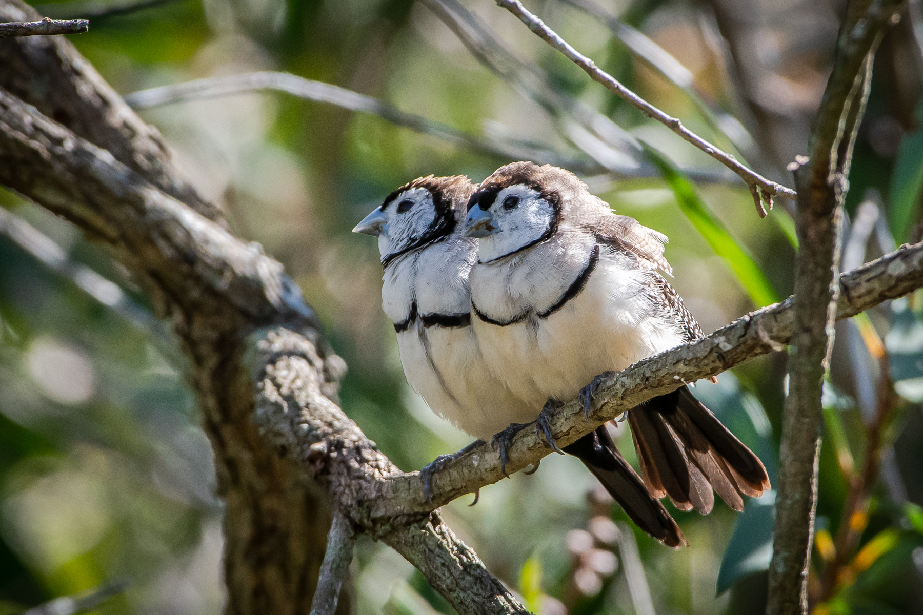 Double-barred Finch (Image ID 46568)