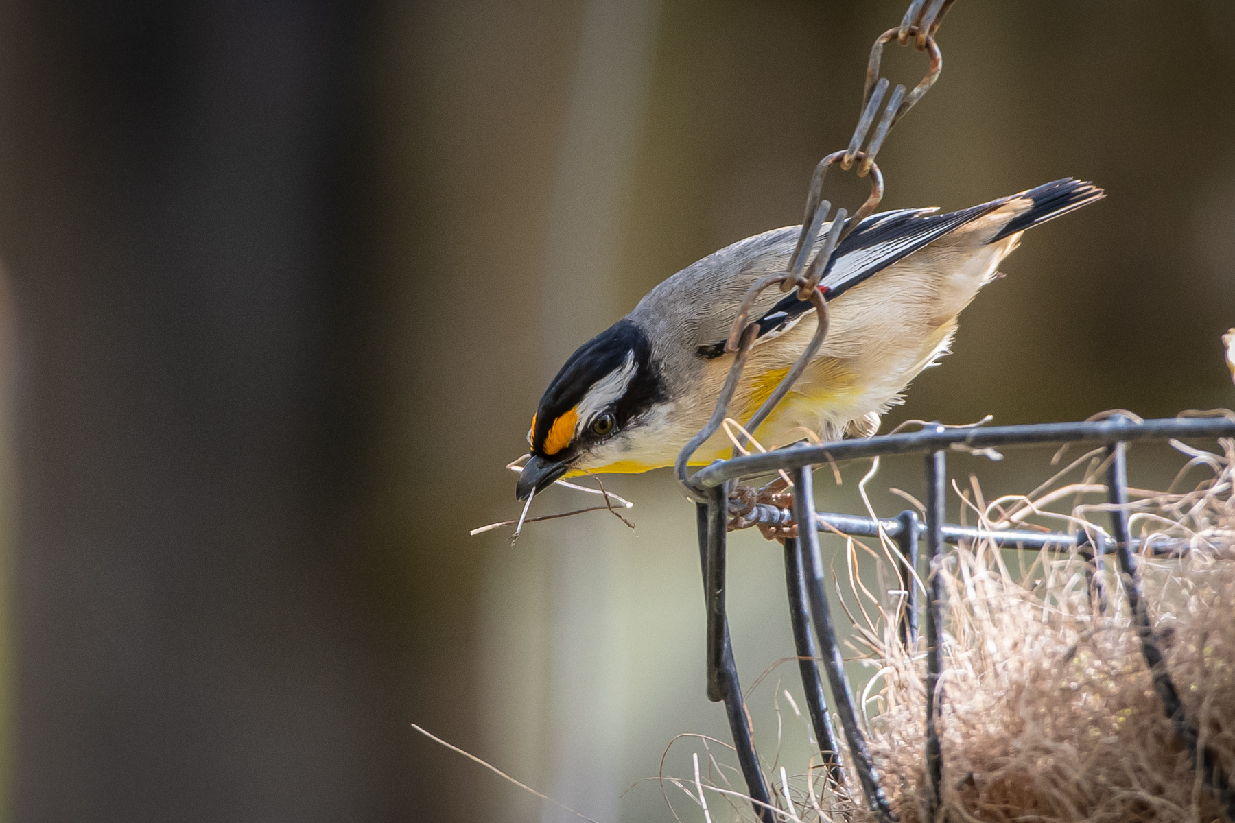Striated Pardalote (Image ID 46788)