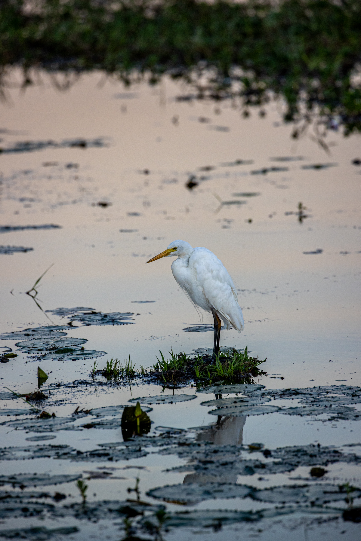 Plumed Egret (Image ID 46861)