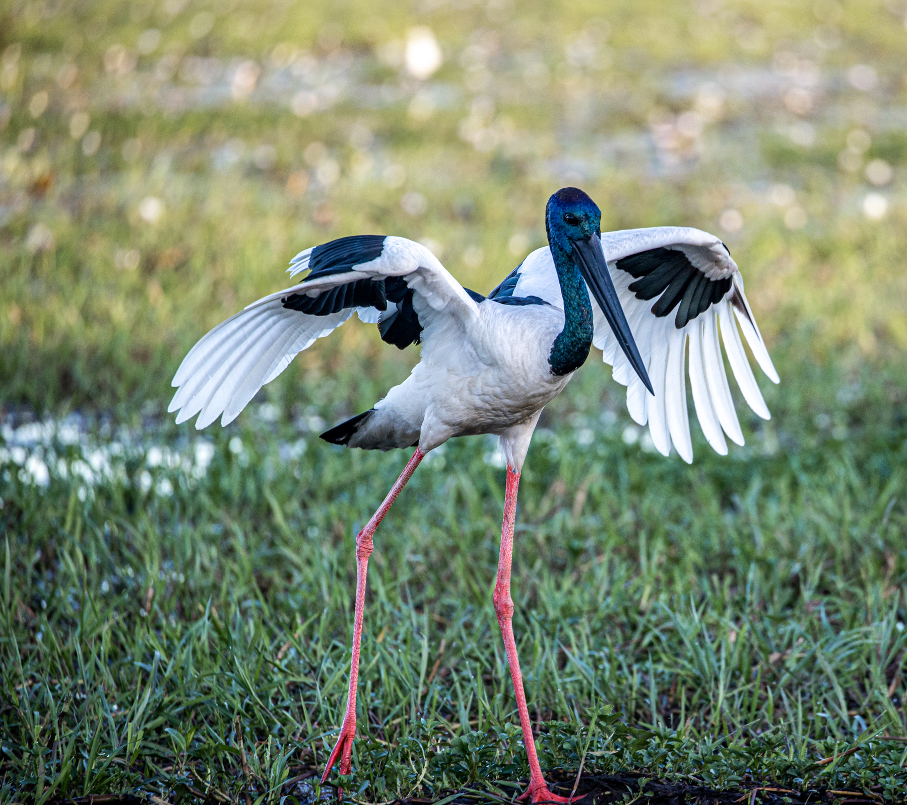 Black-necked Stork (Image ID 46683)