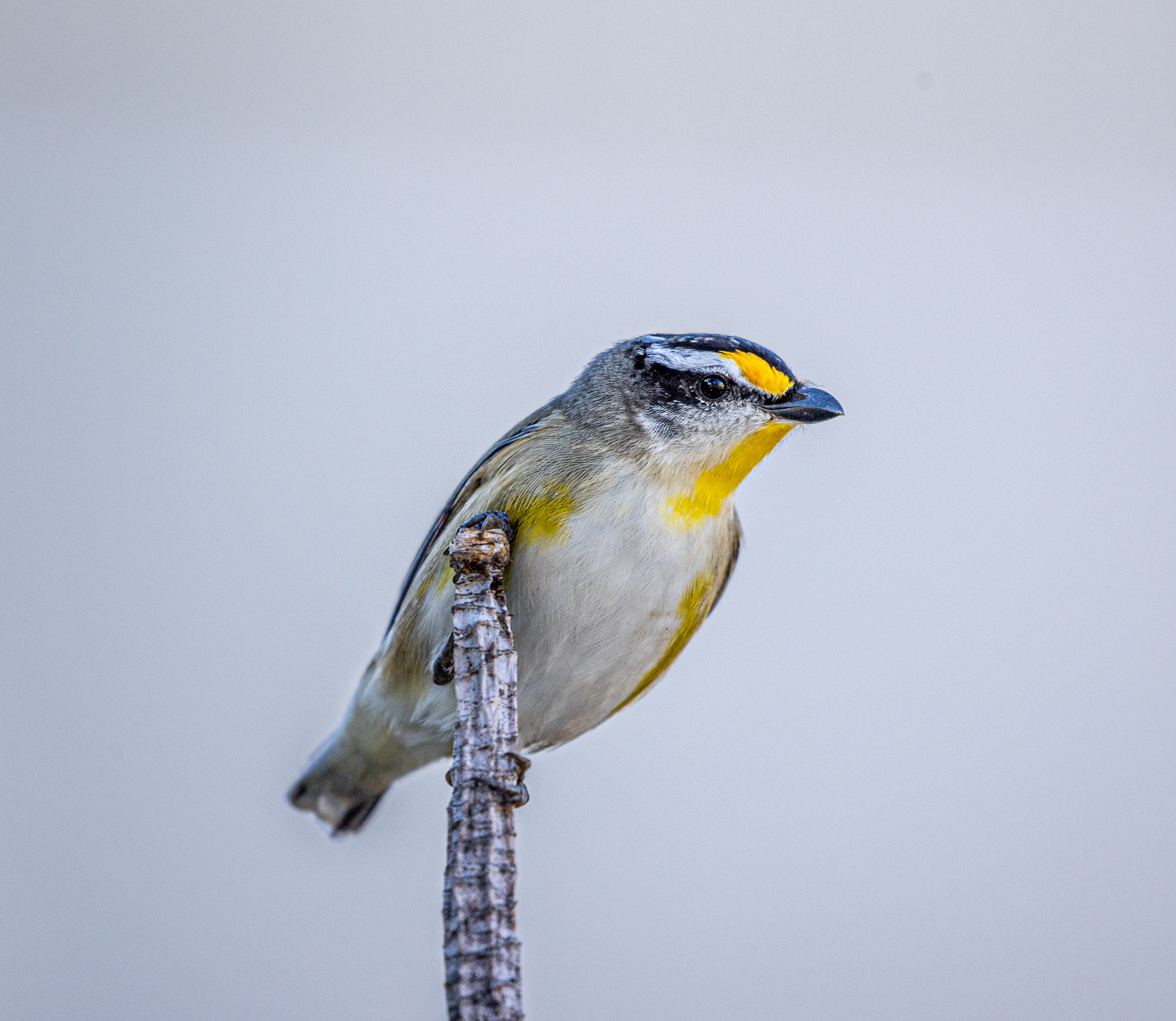 Striated Pardalote (Image ID 46706)