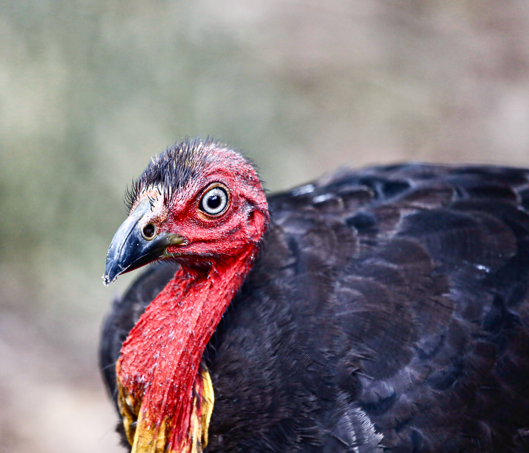 Australian Brush-turkey (Image ID 46622)