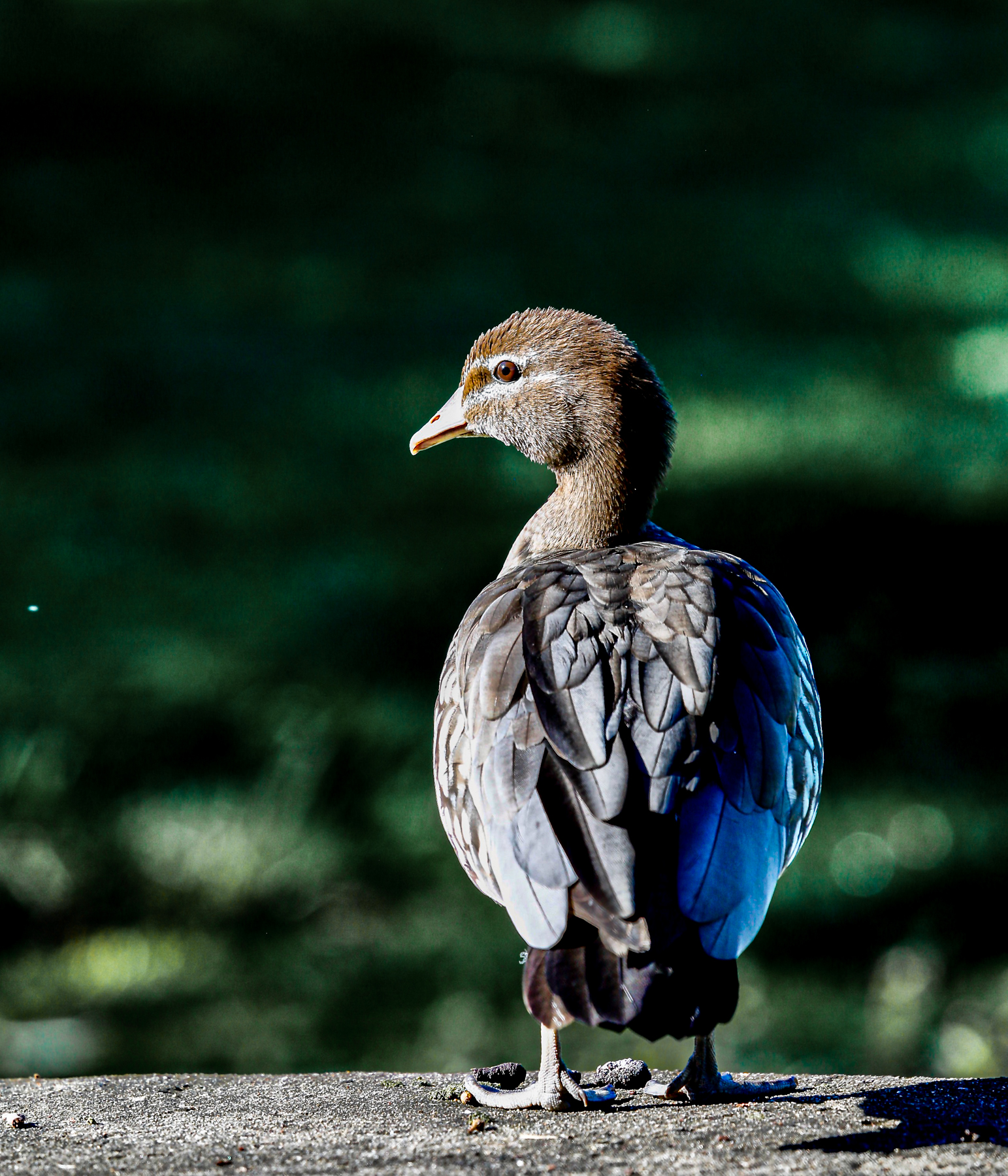 Australian Wood Duck (Image ID 46655)