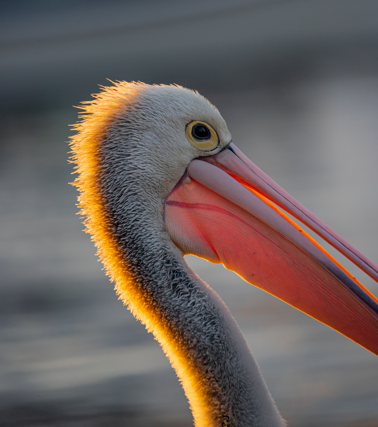 Australian Pelican (Image ID 46720)