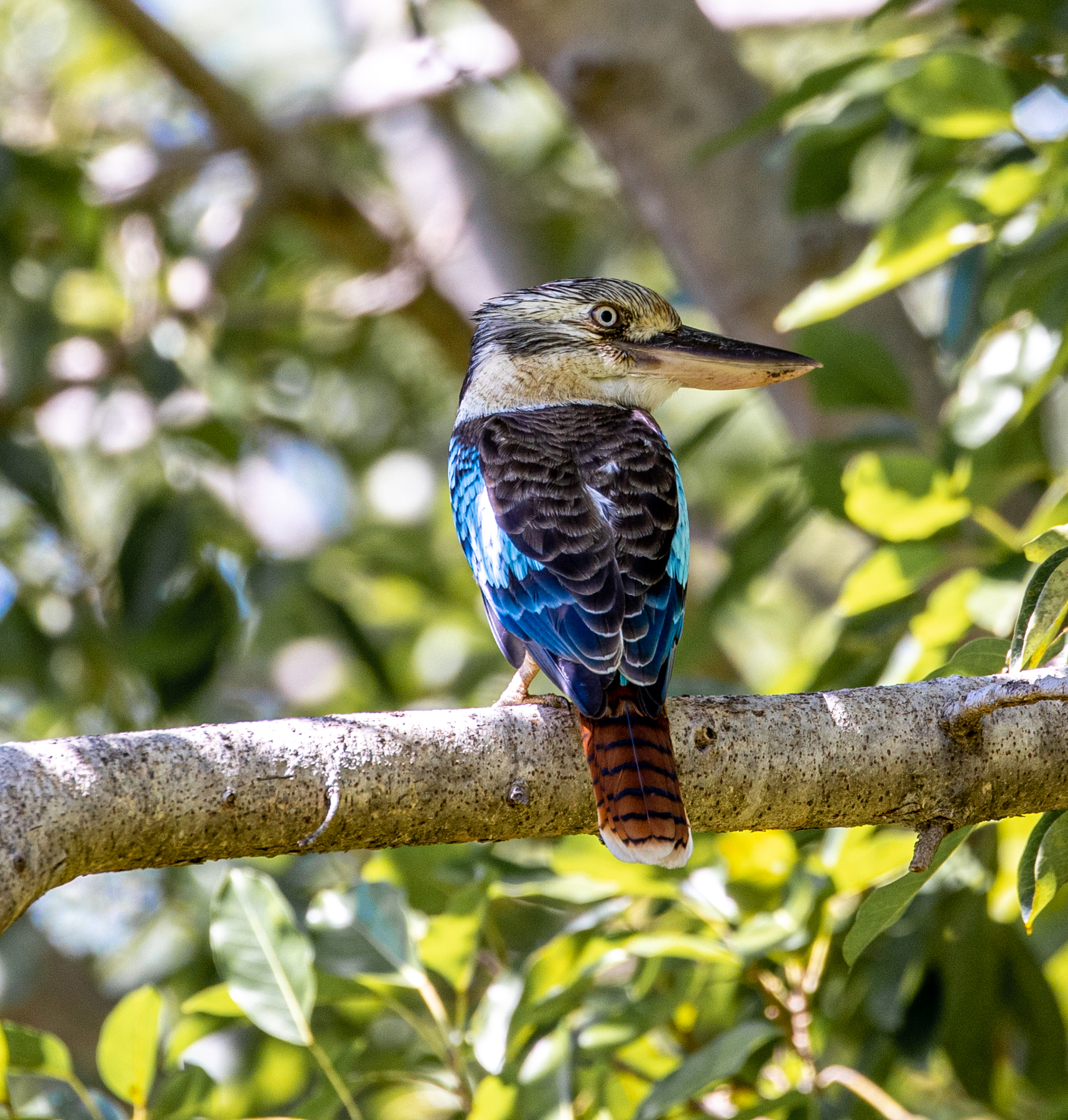 Blue-winged Kookaburra (Image ID 46670)