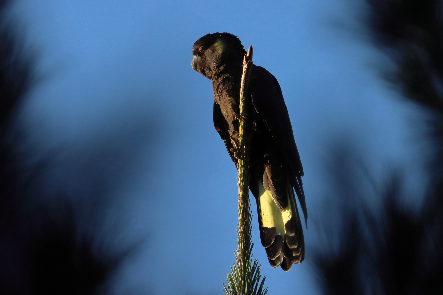 Yellow-tailed Black-Cockatoo (Image ID 46883)