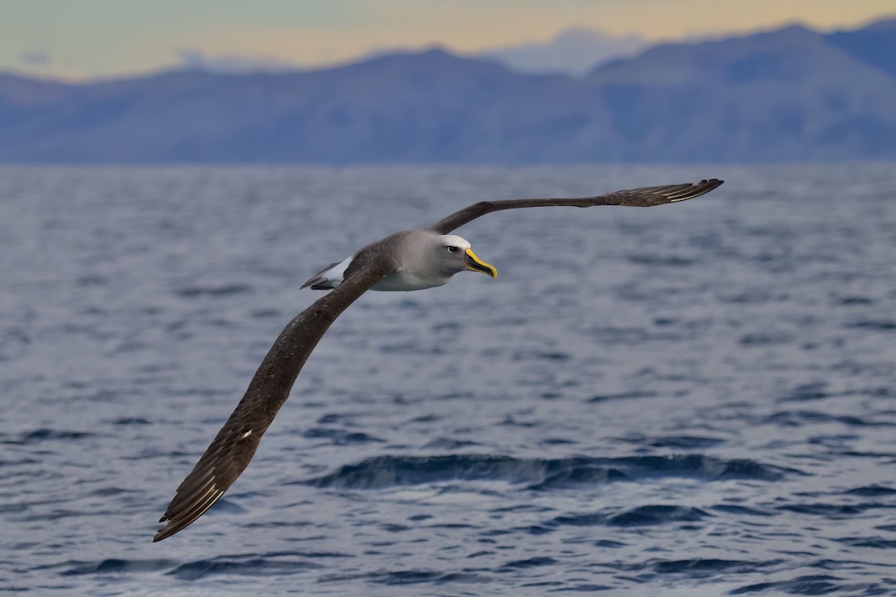 Buller's Albatross (Image ID 46582)