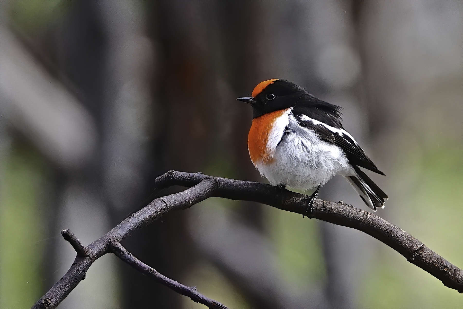 Red-capped Robin (Image ID 46924)