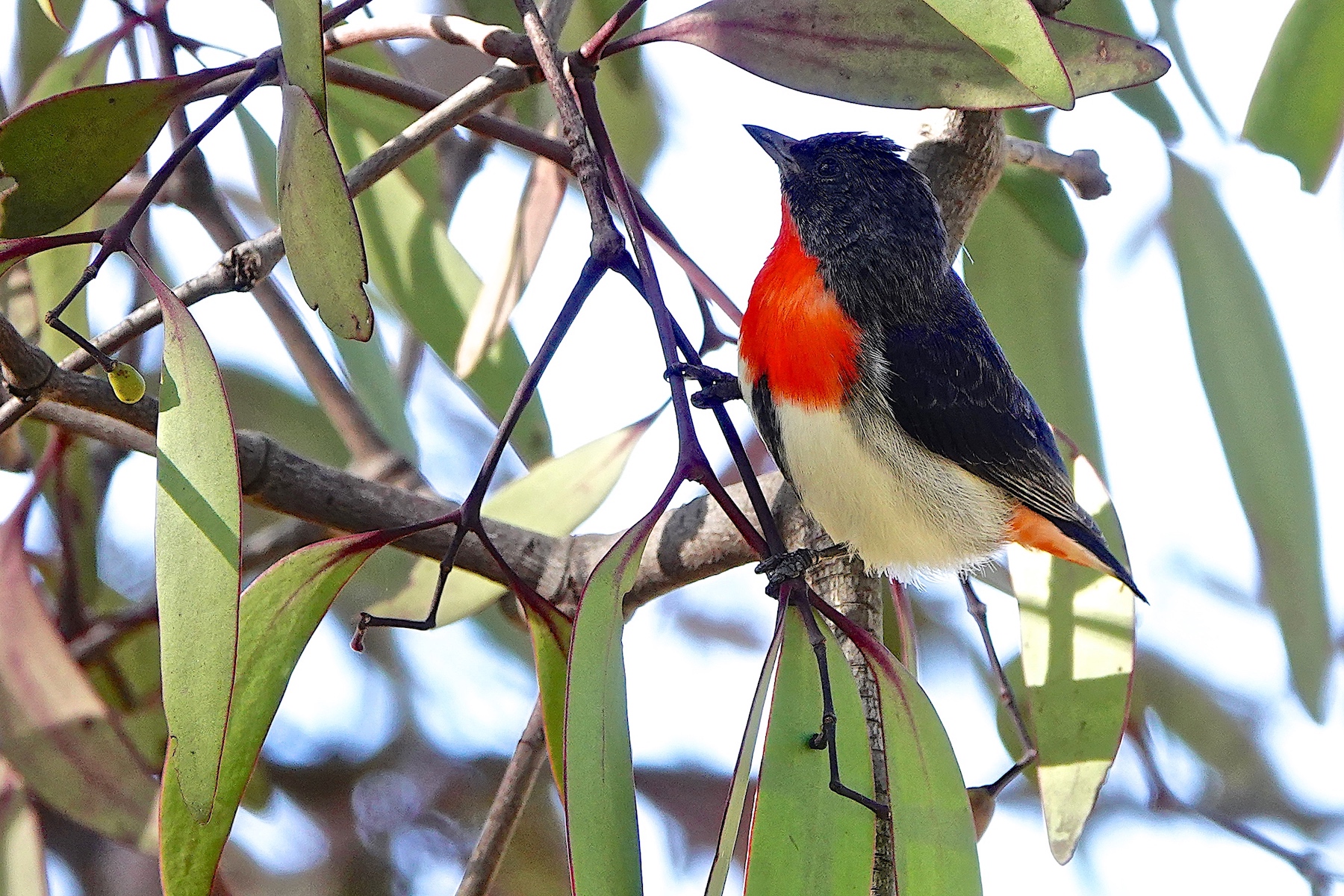 Mistletoebird (Image ID 46923)