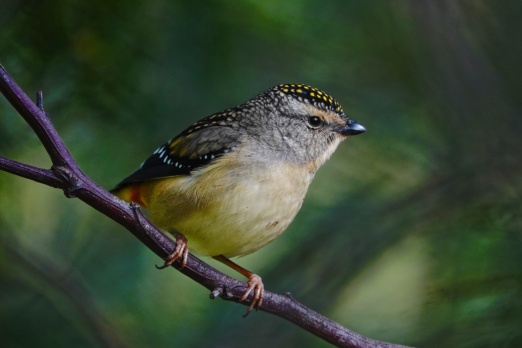 Spotted Pardalote (Image ID 47255)