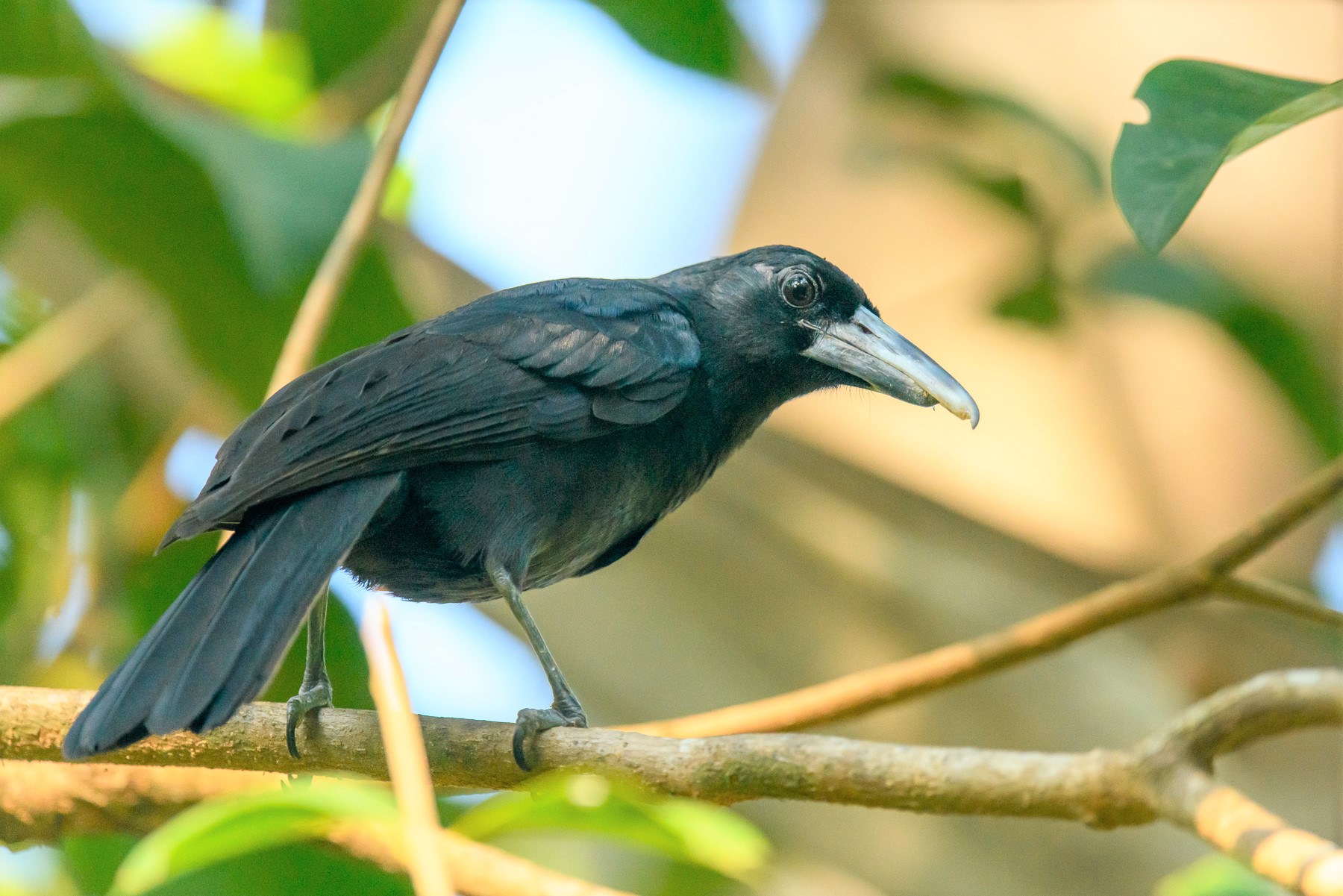 Black Butcherbird (Image ID 47357)