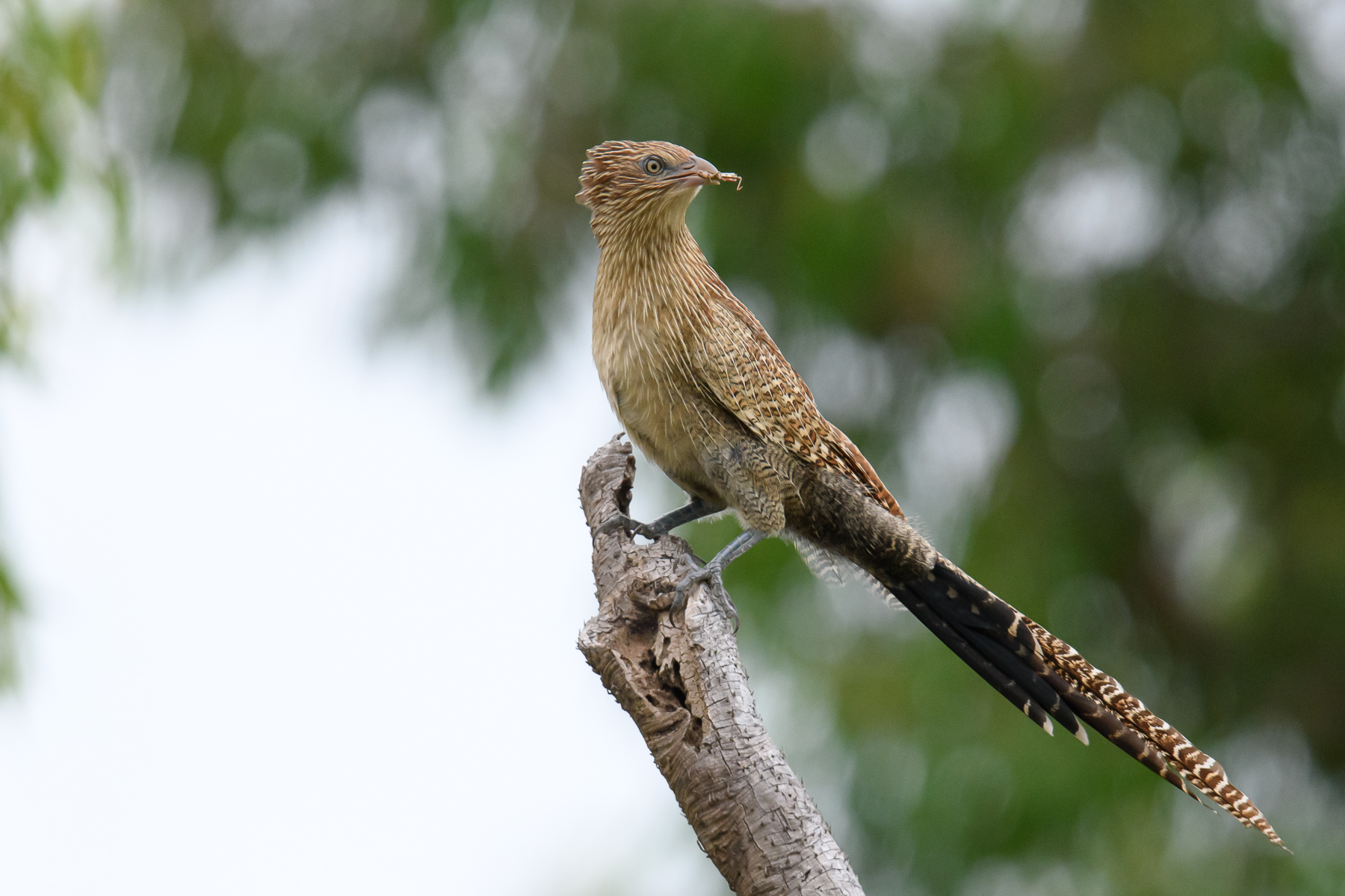 Pheasant Coucal (Image ID 47359)