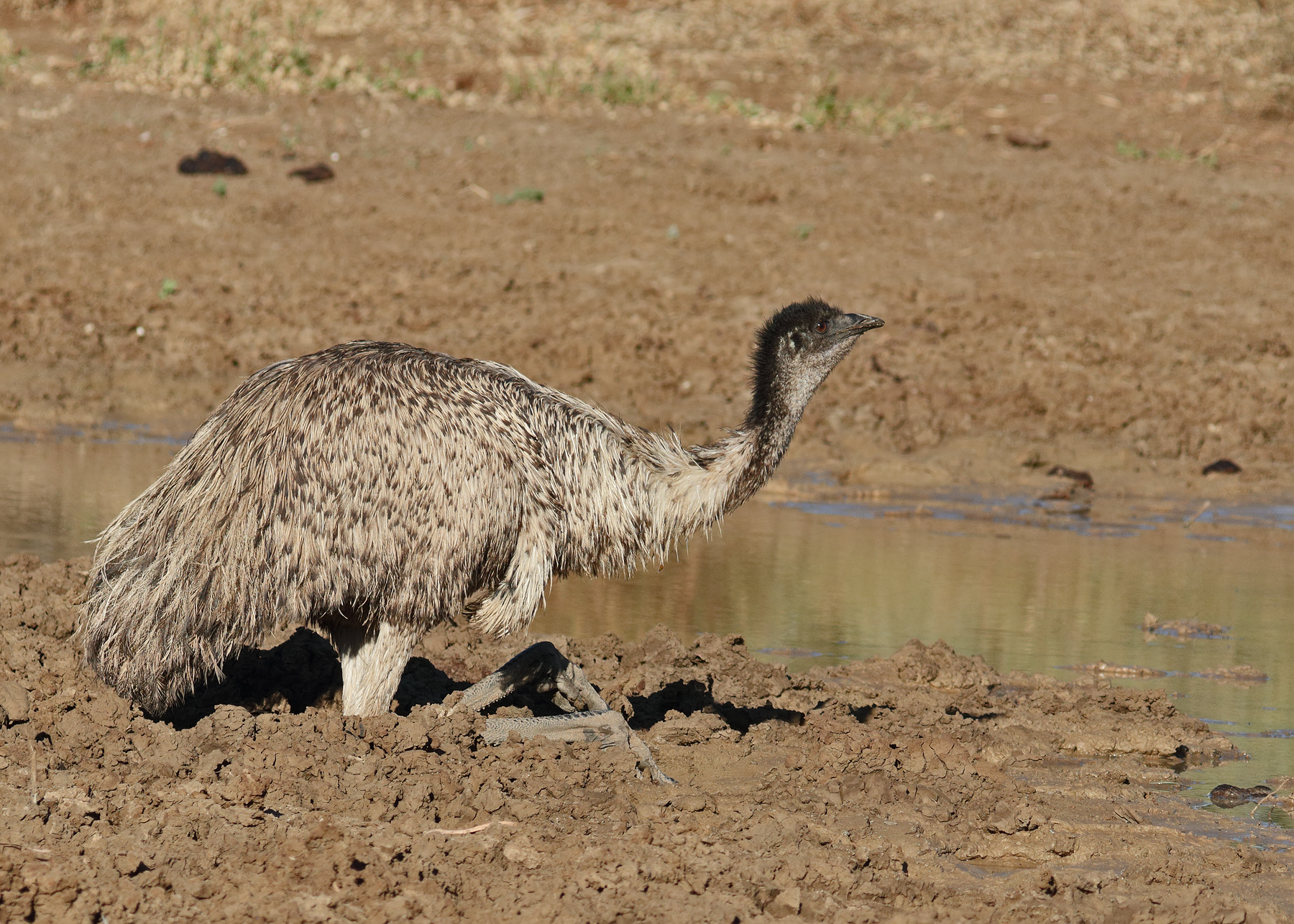 Emu (Image ID 47380)