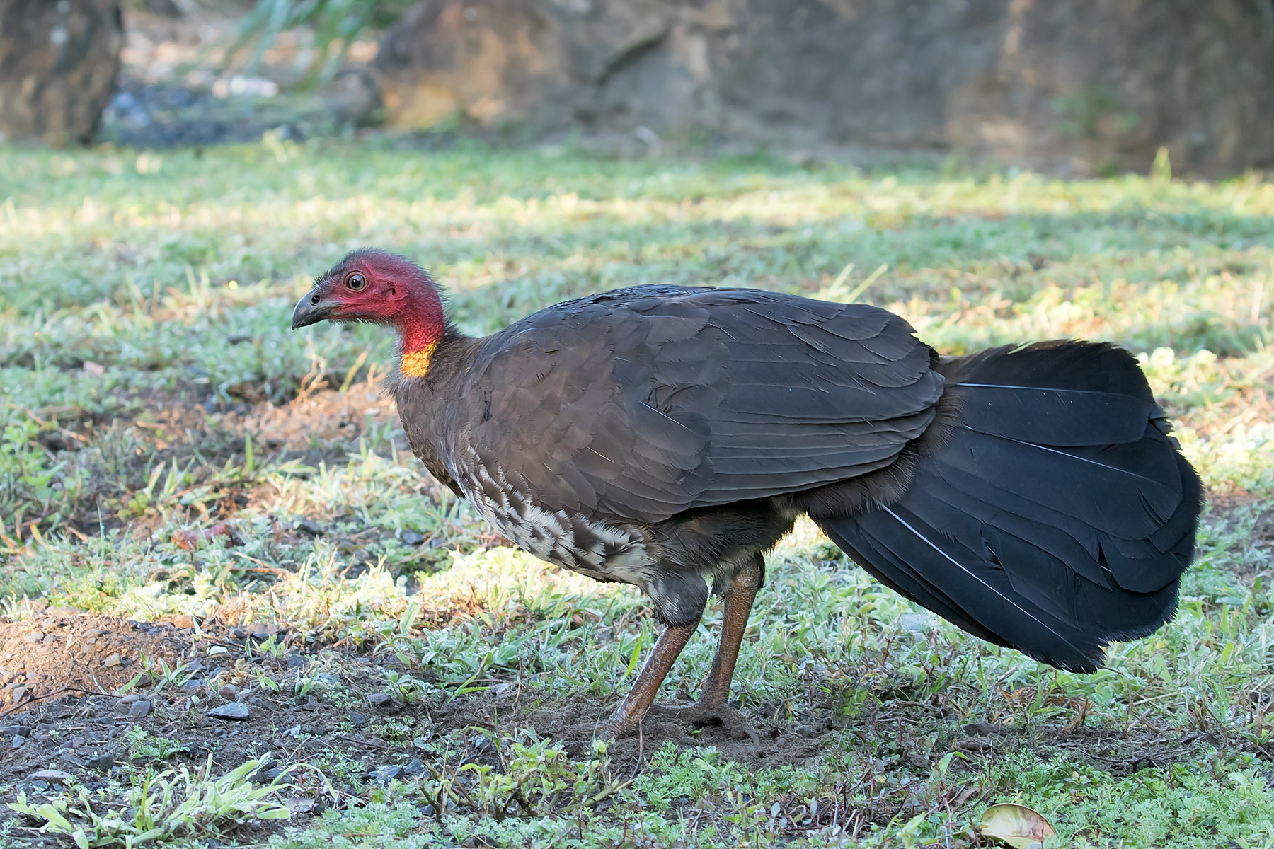 Australian Brush-turkey (Image ID 47327)