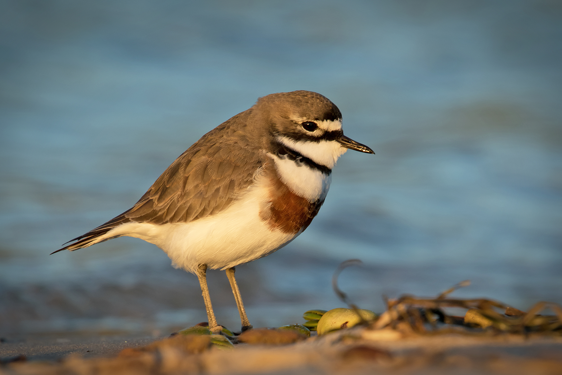 Double-banded Plover (Image ID 47185)