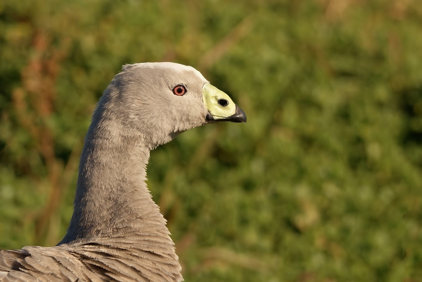 Cape Barren Goose (Image ID 46901)